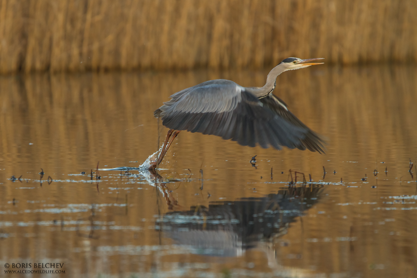 Airone cenerino (Ardea cinerea)
