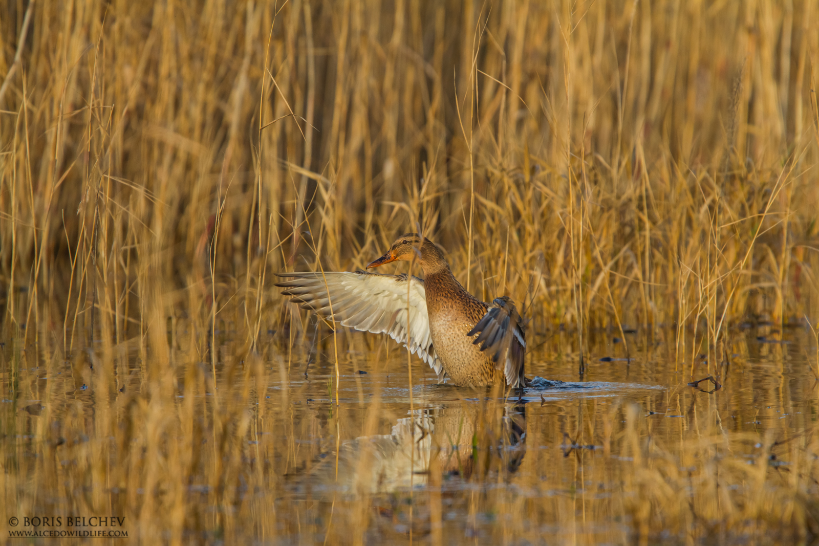 Germano reale (Anas platyrhynchos)