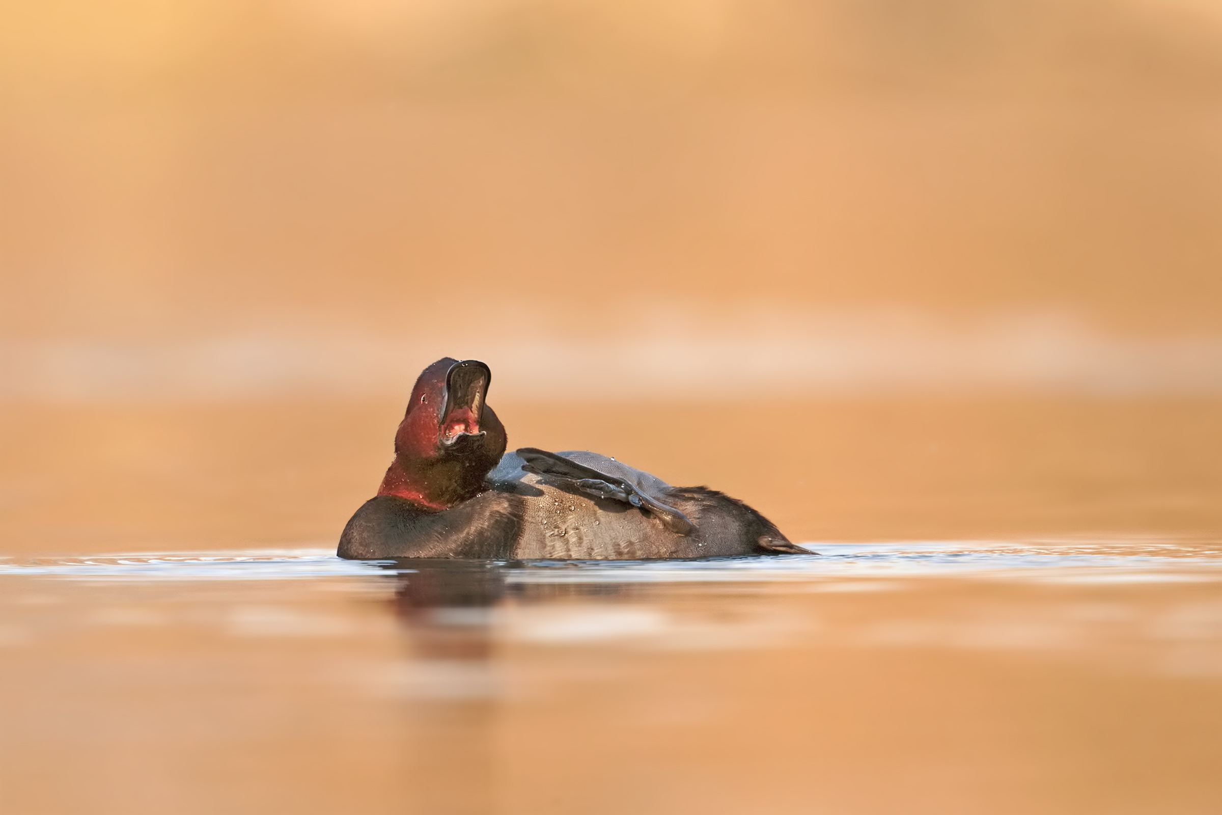 Pochard