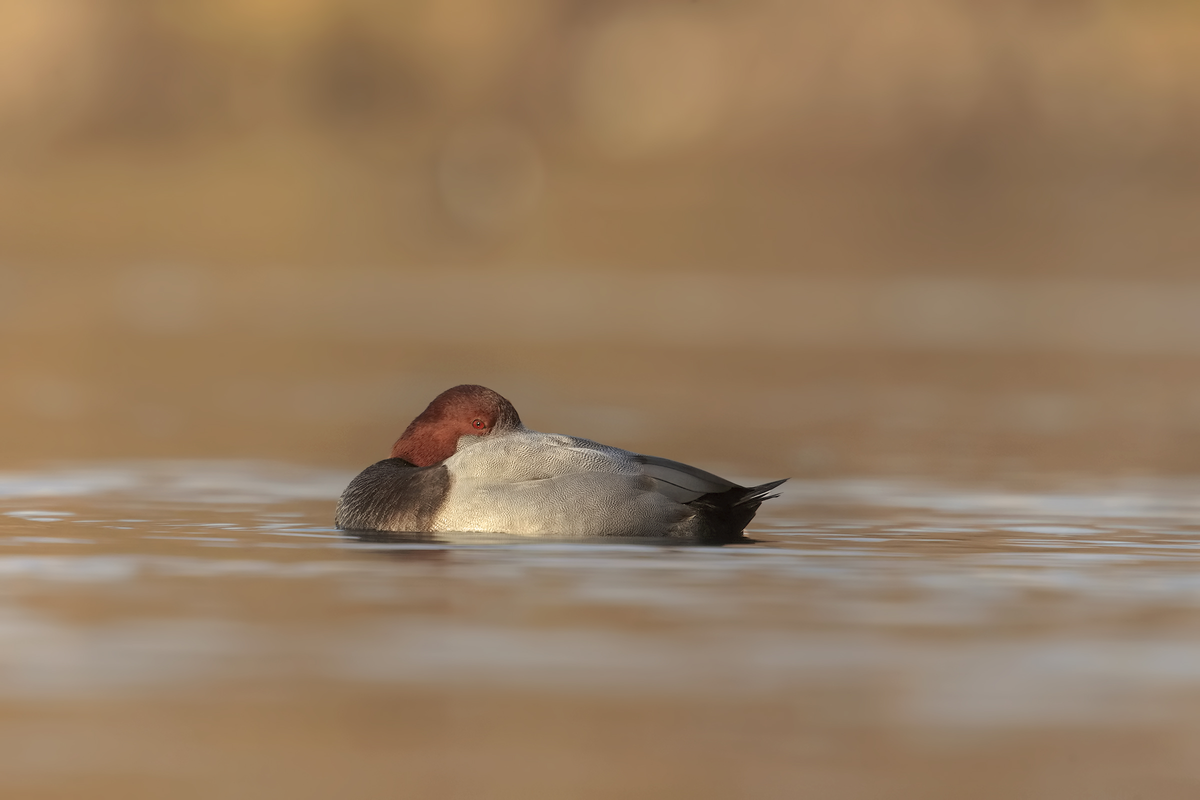 Pochard