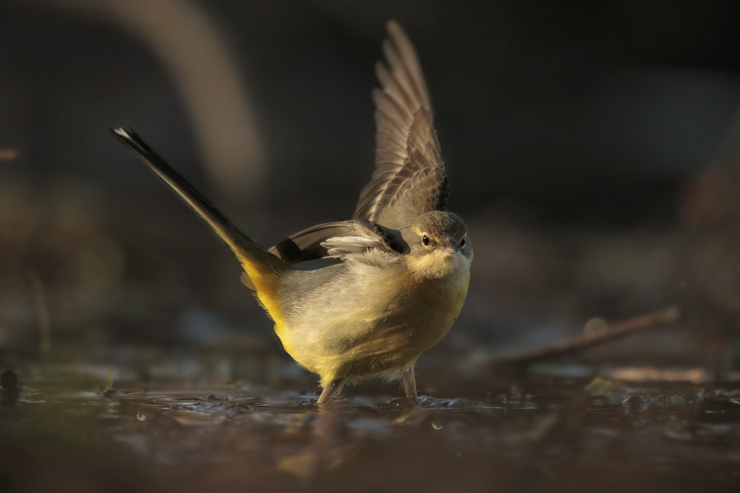 Yellow Wagtail