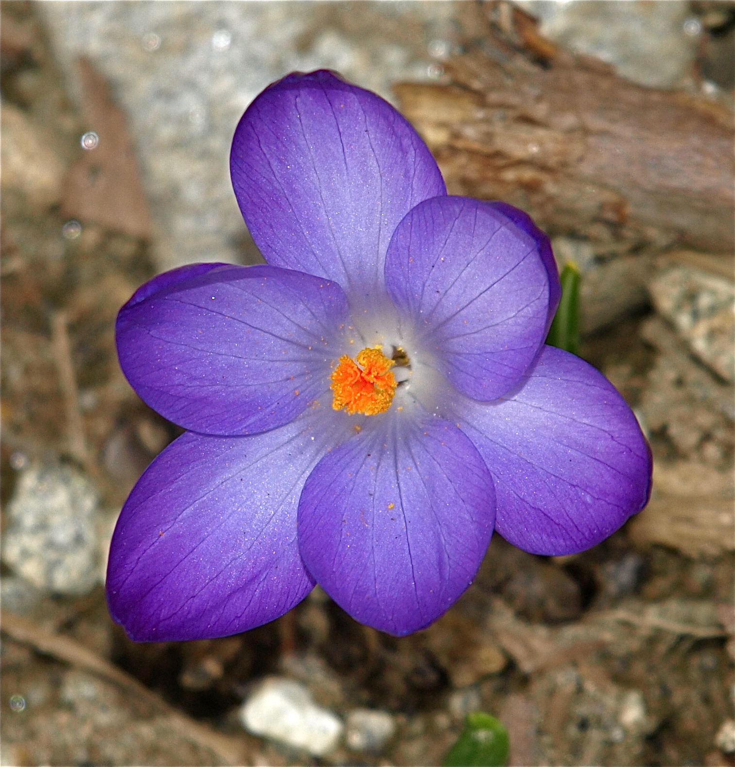 Crocus