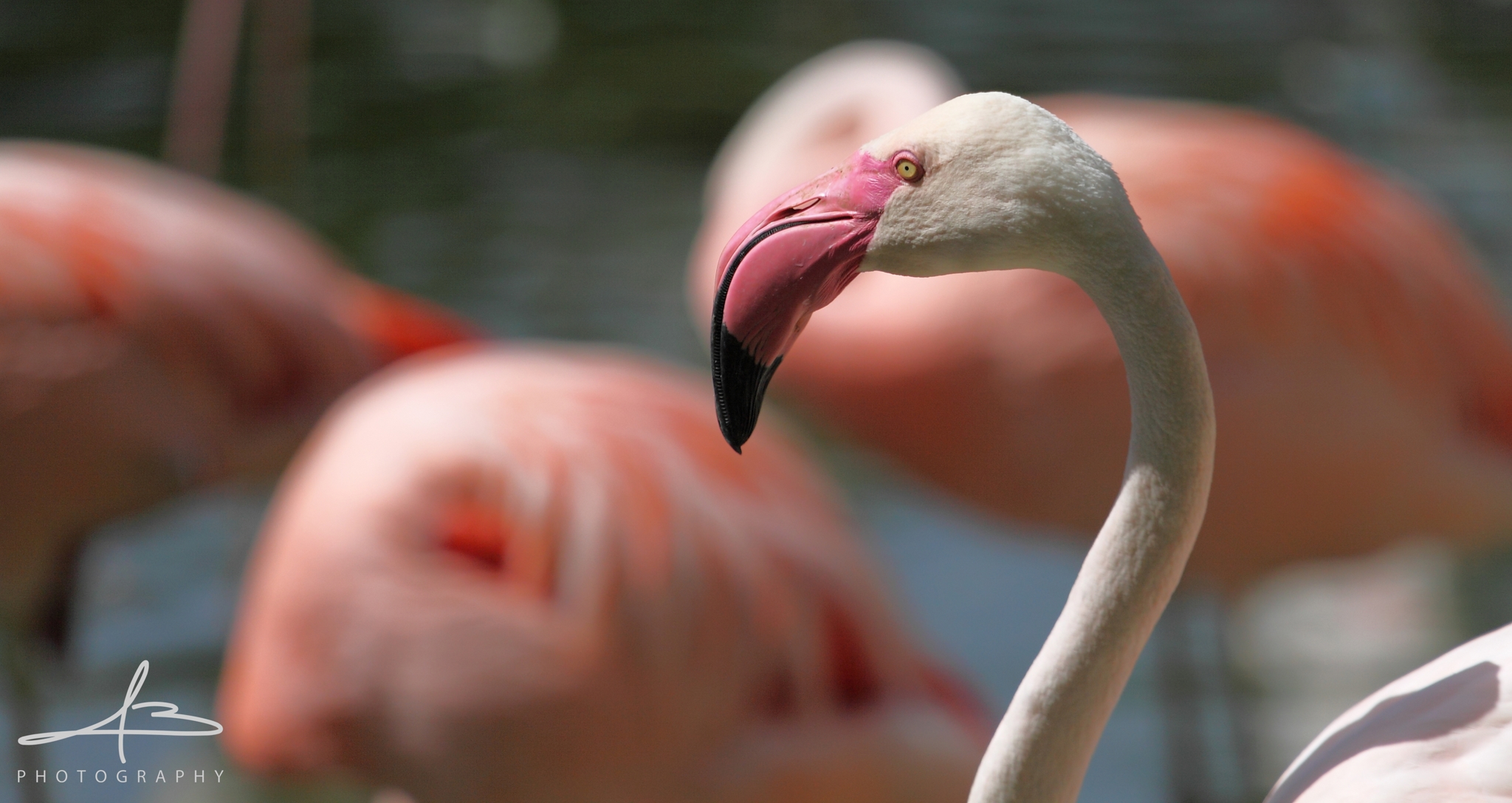 Pink Flamingo