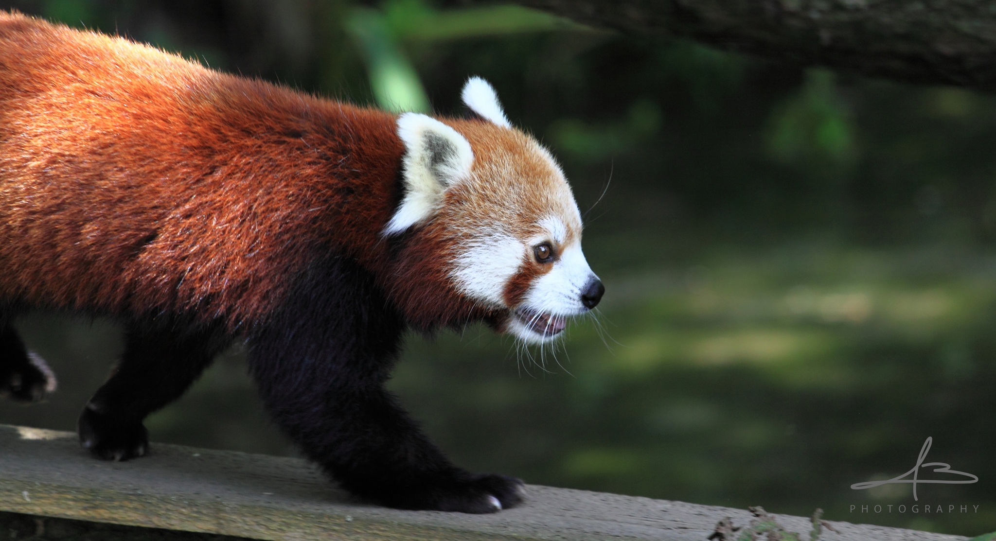 Red Panda