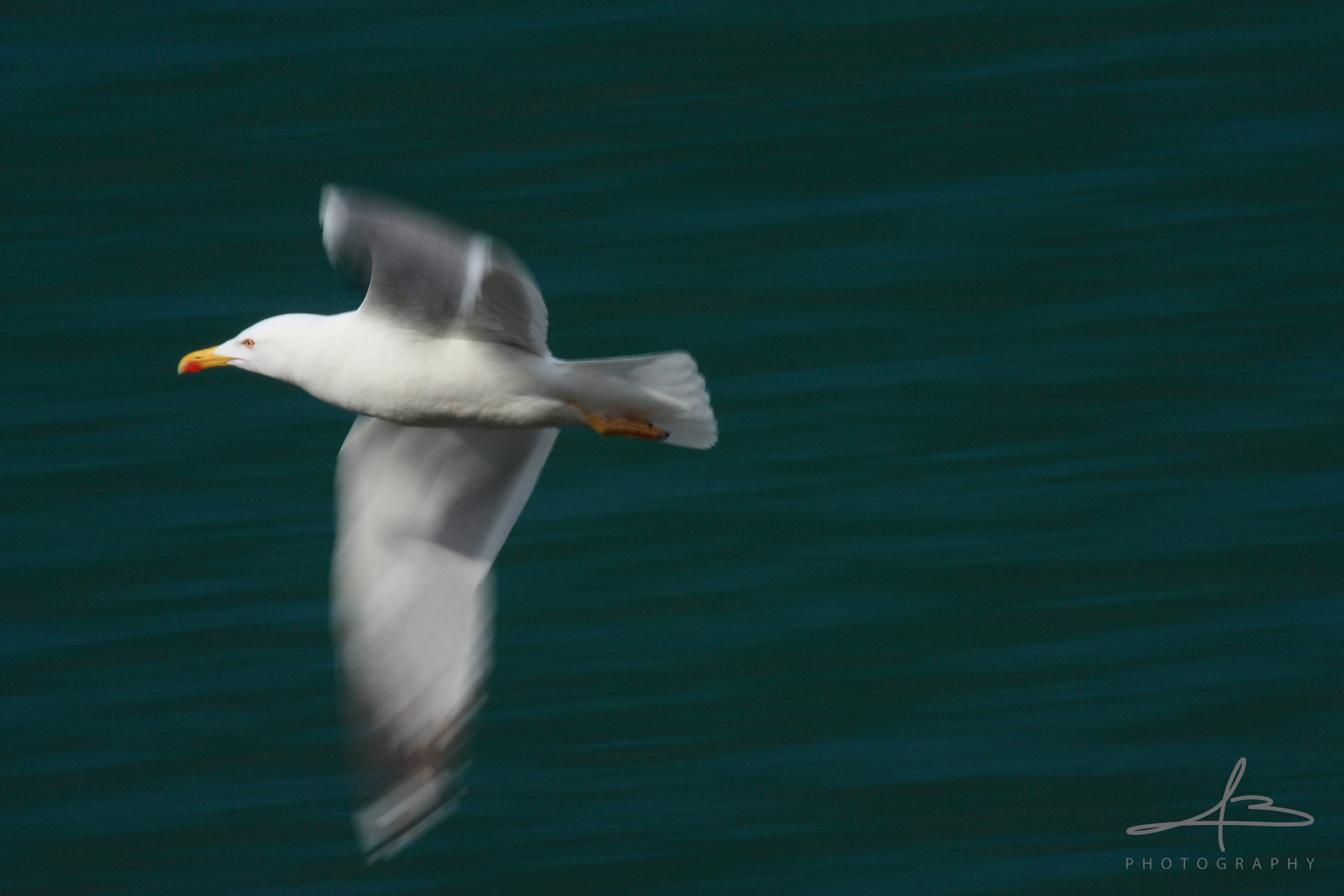 Seagull in panning