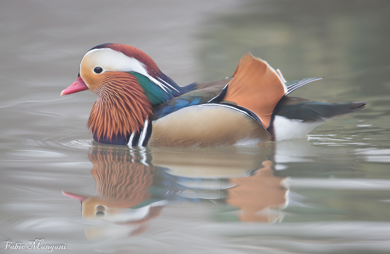 anatra mandarina-racconigi