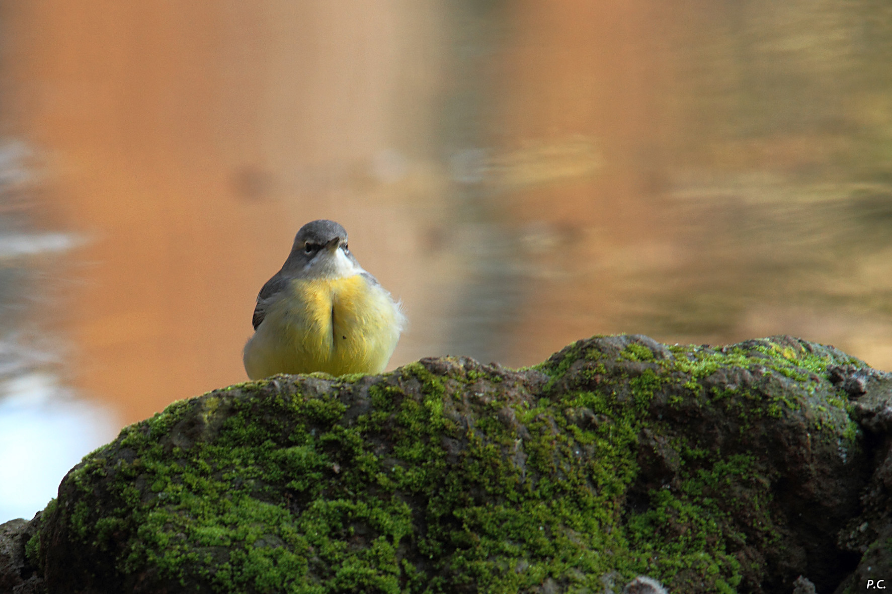 il riposo della ballerina