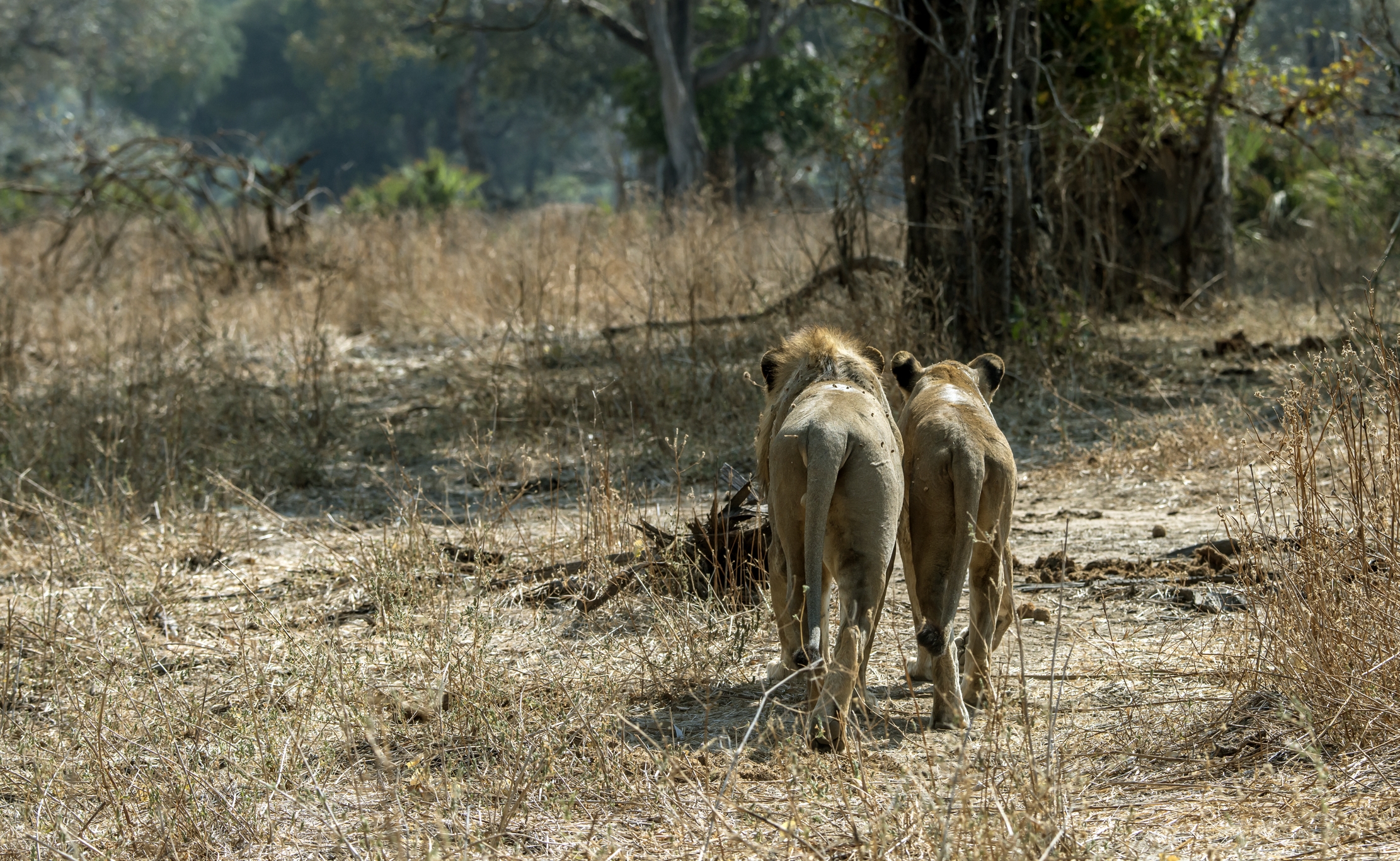 Zambia 2015 - La coppia