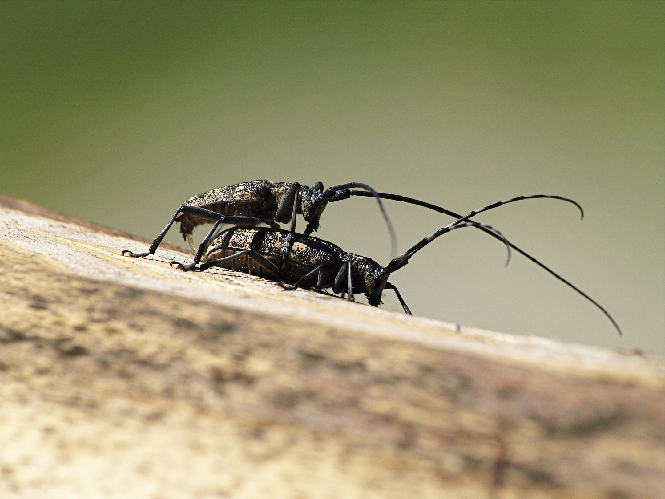 Amore piccolo ma intenso