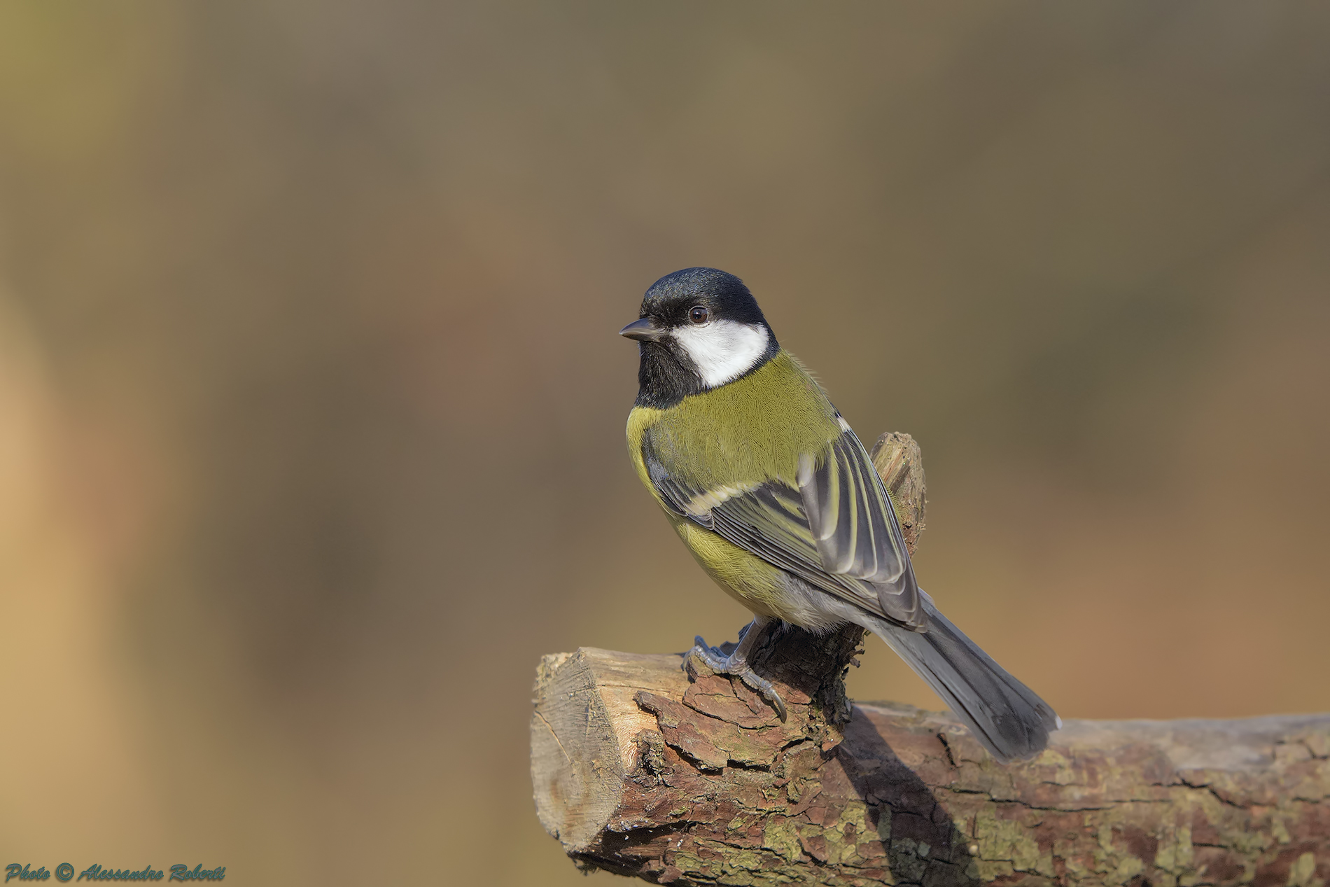 Cinciallegra (Parus major)