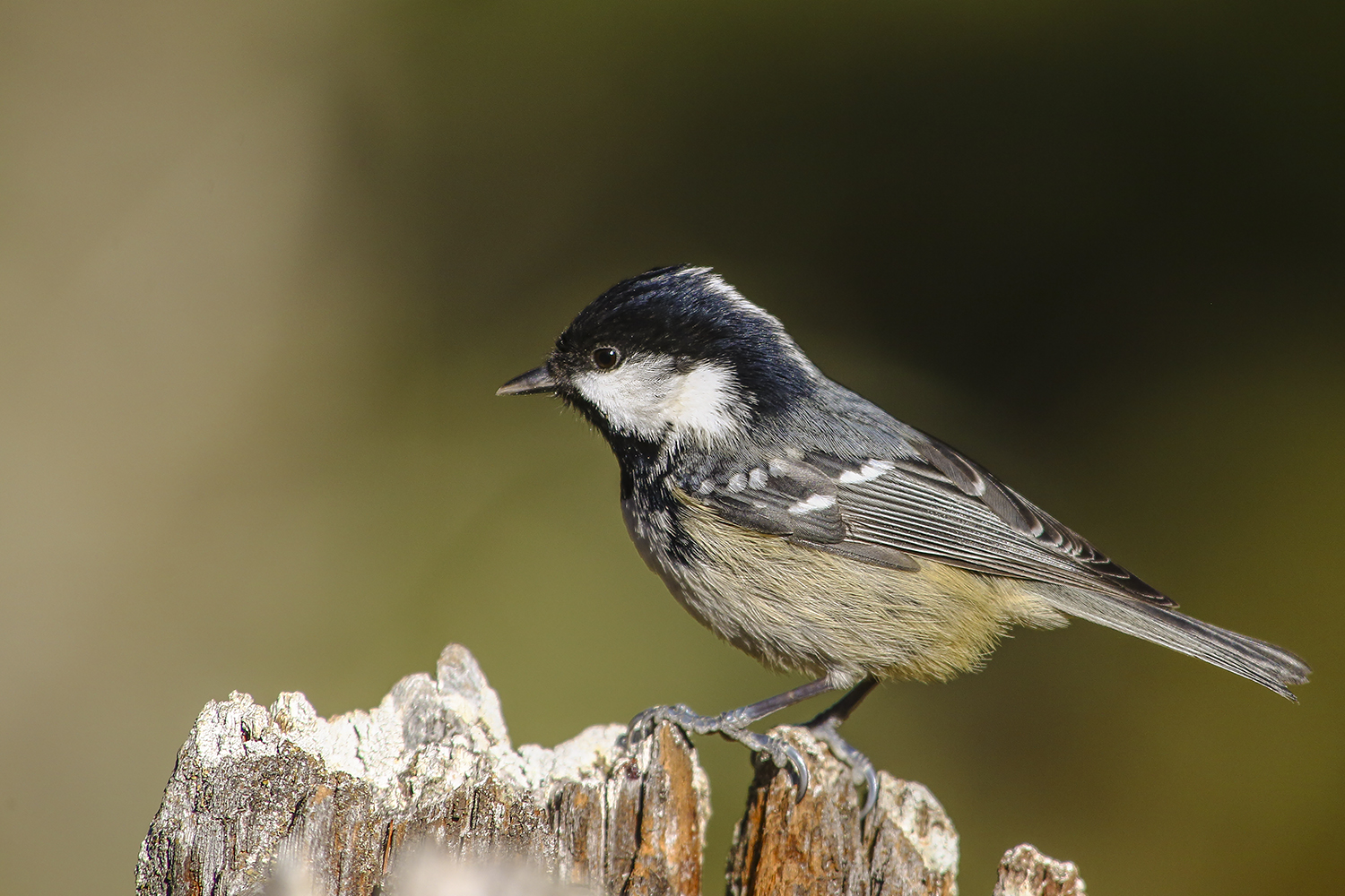 Coal Tit