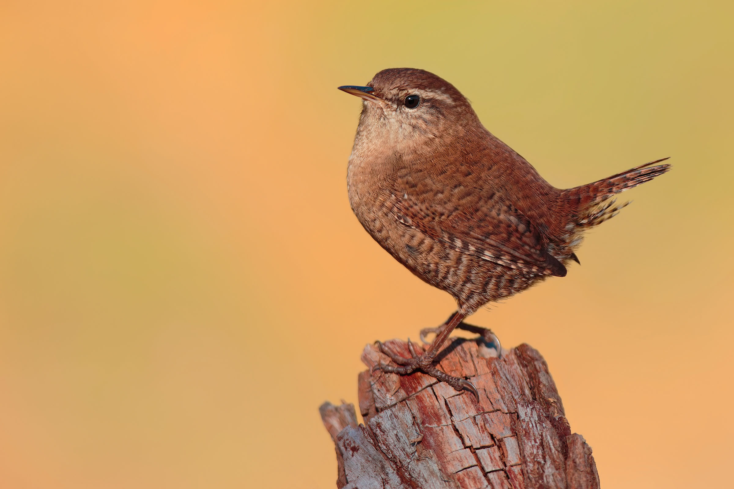 Scricciolo a tutta apertura .....