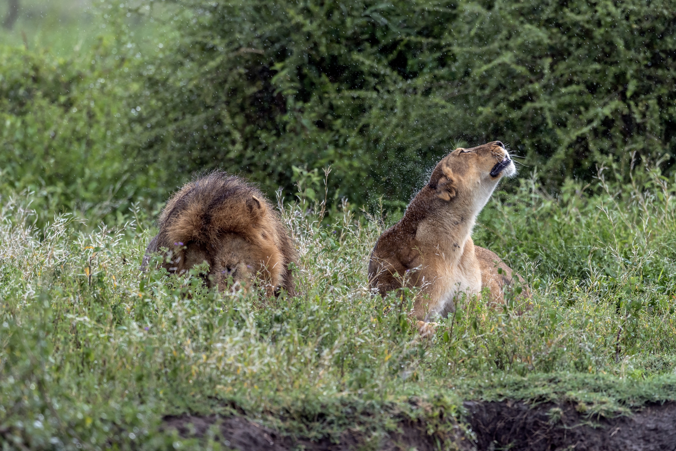 Ngorongoro Conservation Area - Cdppia sotto la pioggia