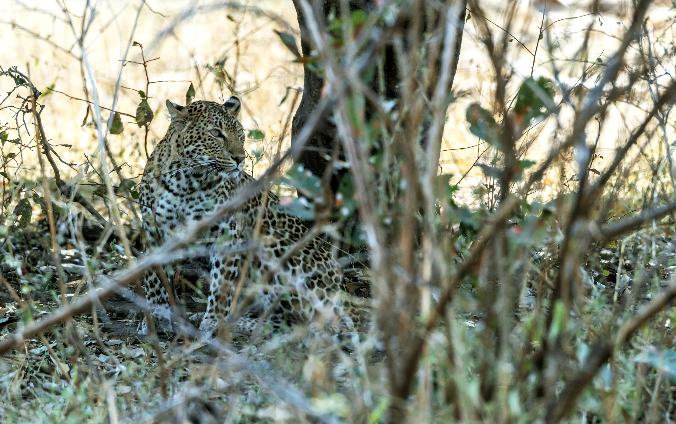 Zambia 2015 - Leopard