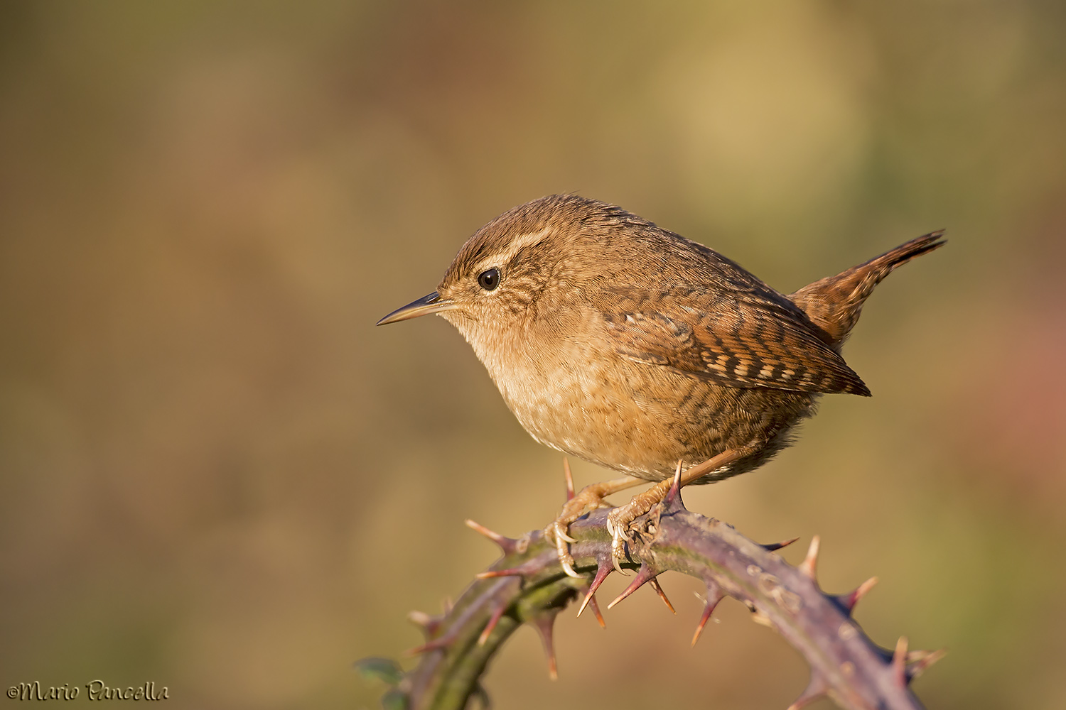 Scricciolo al calar del sole