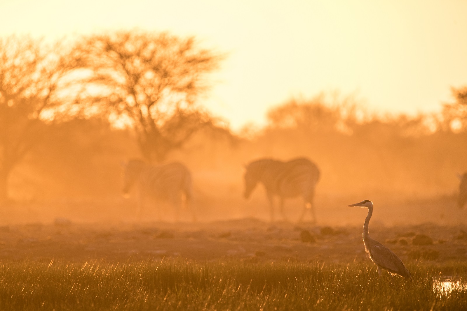 Heron at sunset