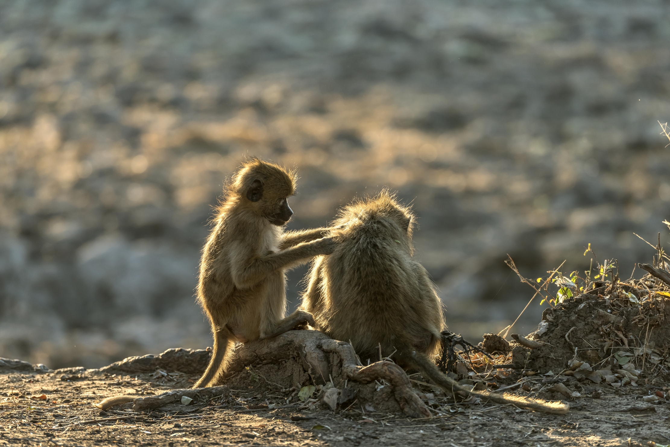 Zambia 2015 - Baboons