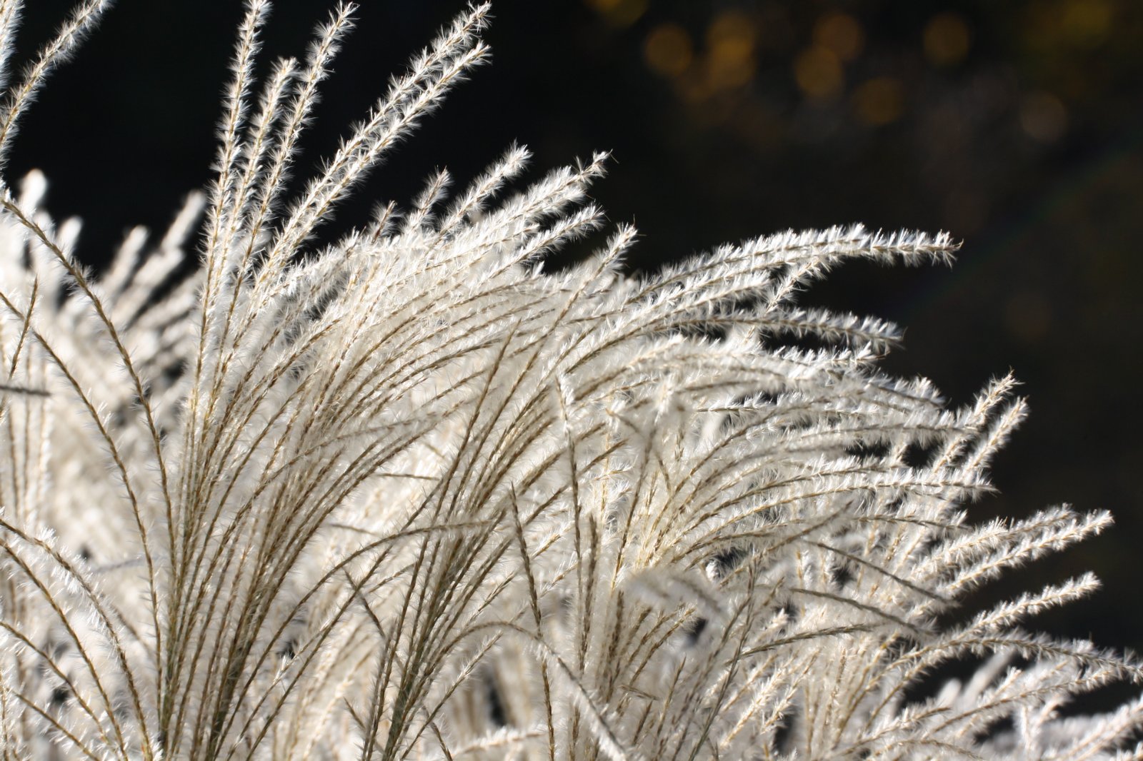 orto botanico di Chicago