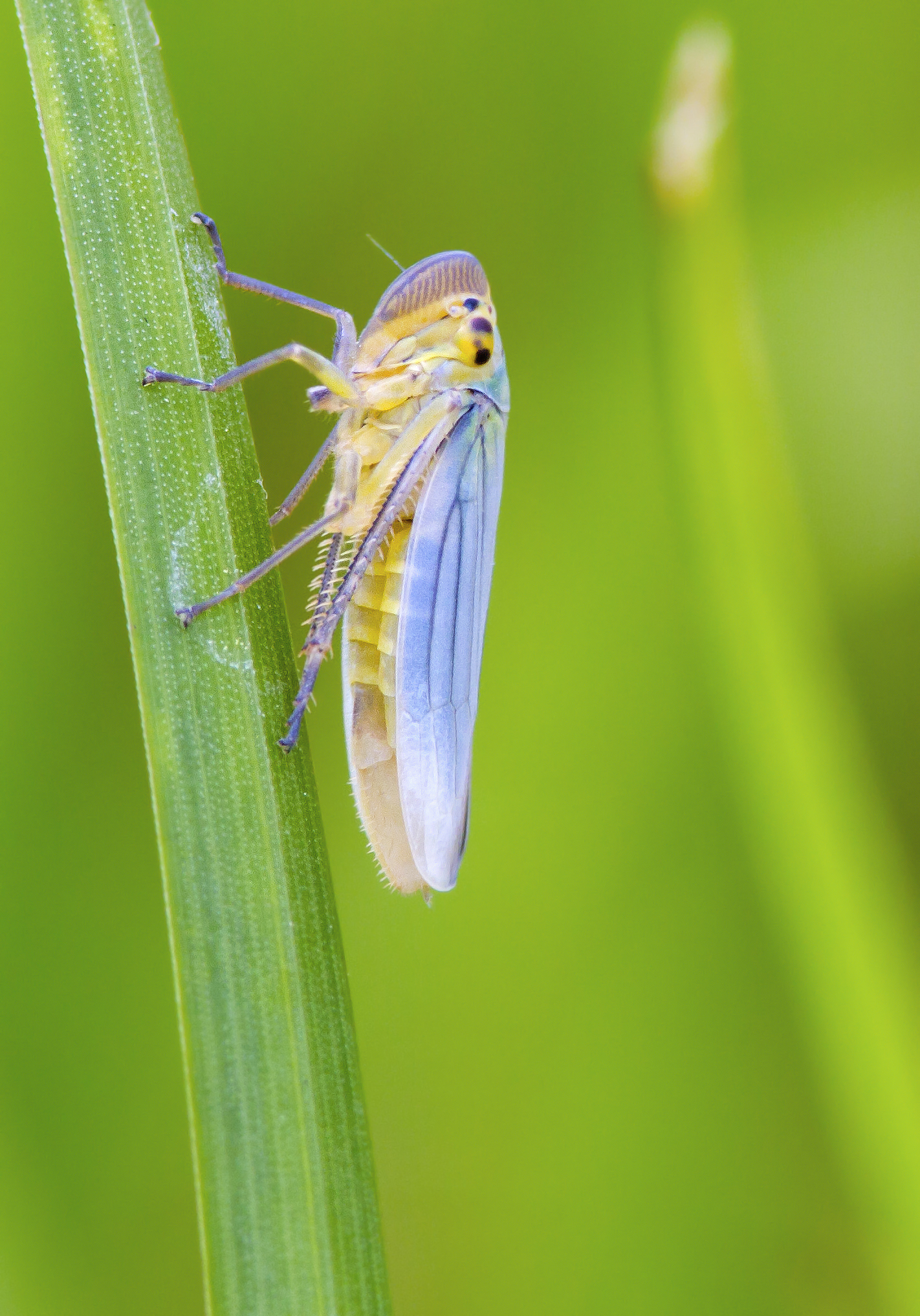 Cicadelide