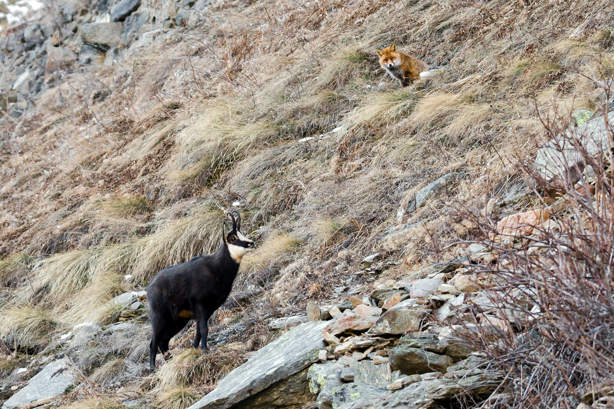 Unlikely friendships