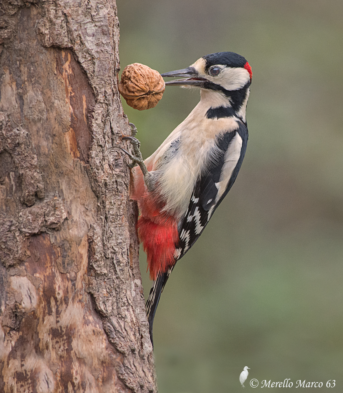 Spotted Woodpecker (Male) 2015