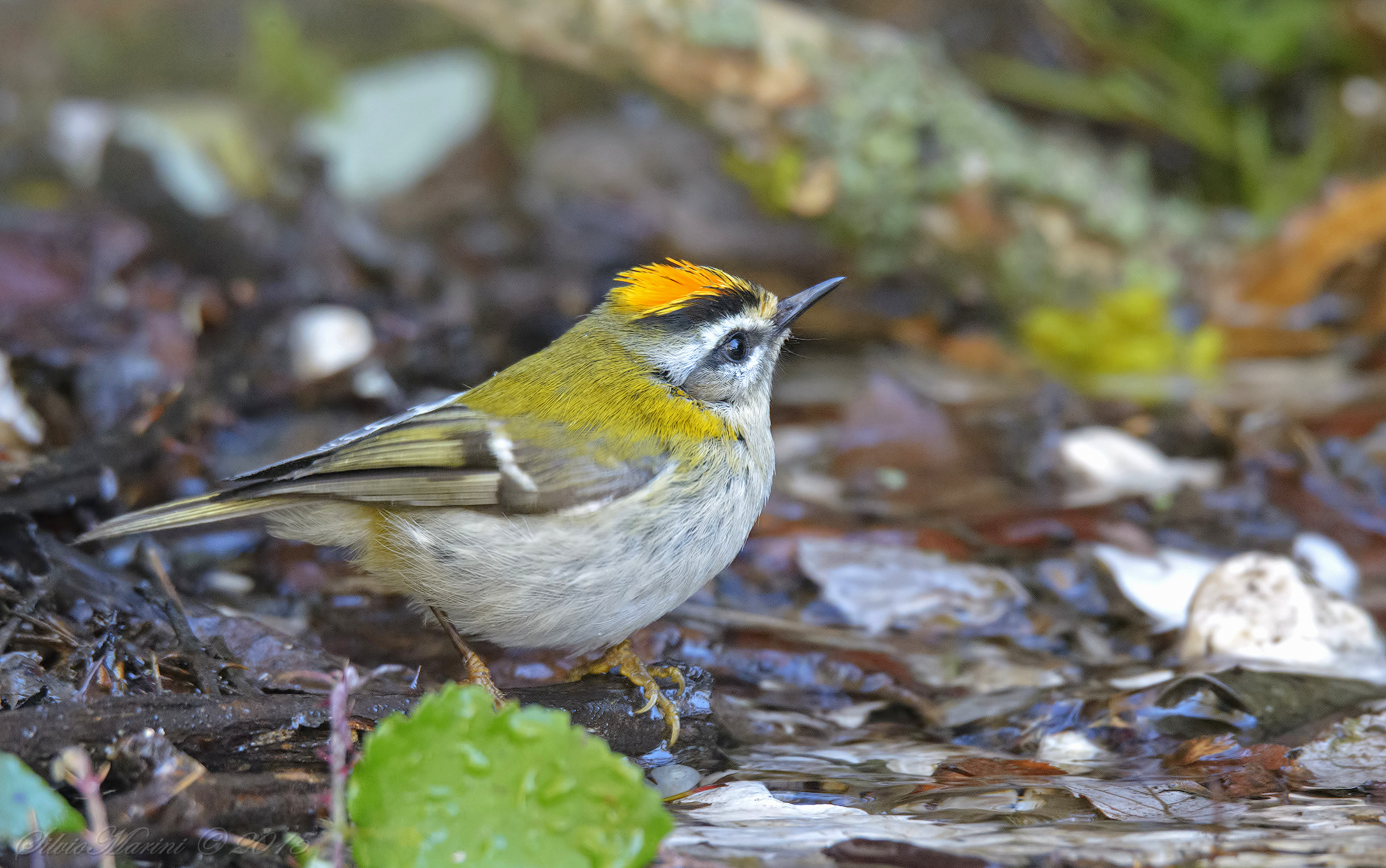 Firecrest (Regulus ignicapillus)