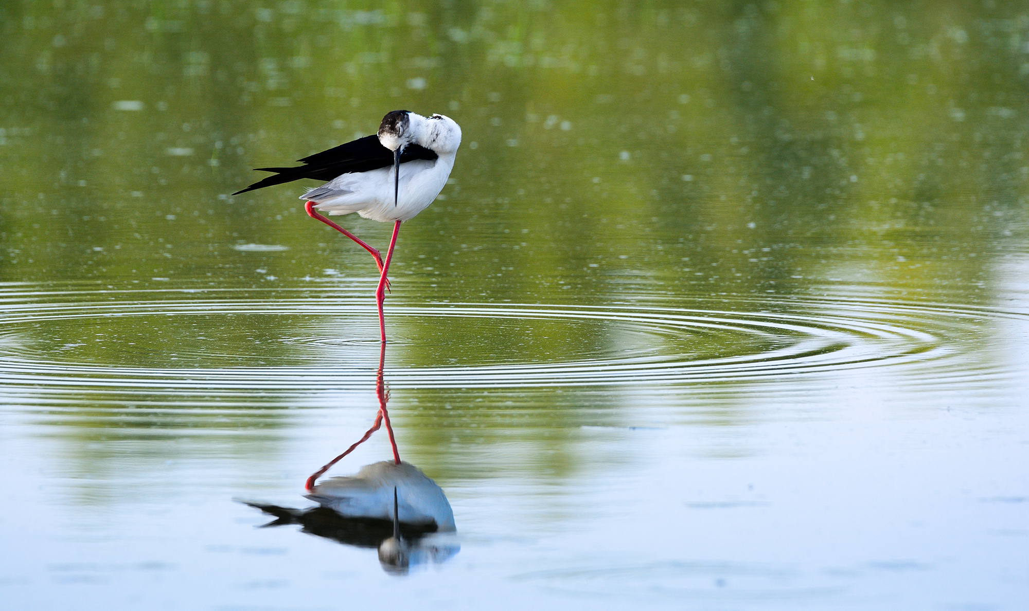 Dancing with the Stars