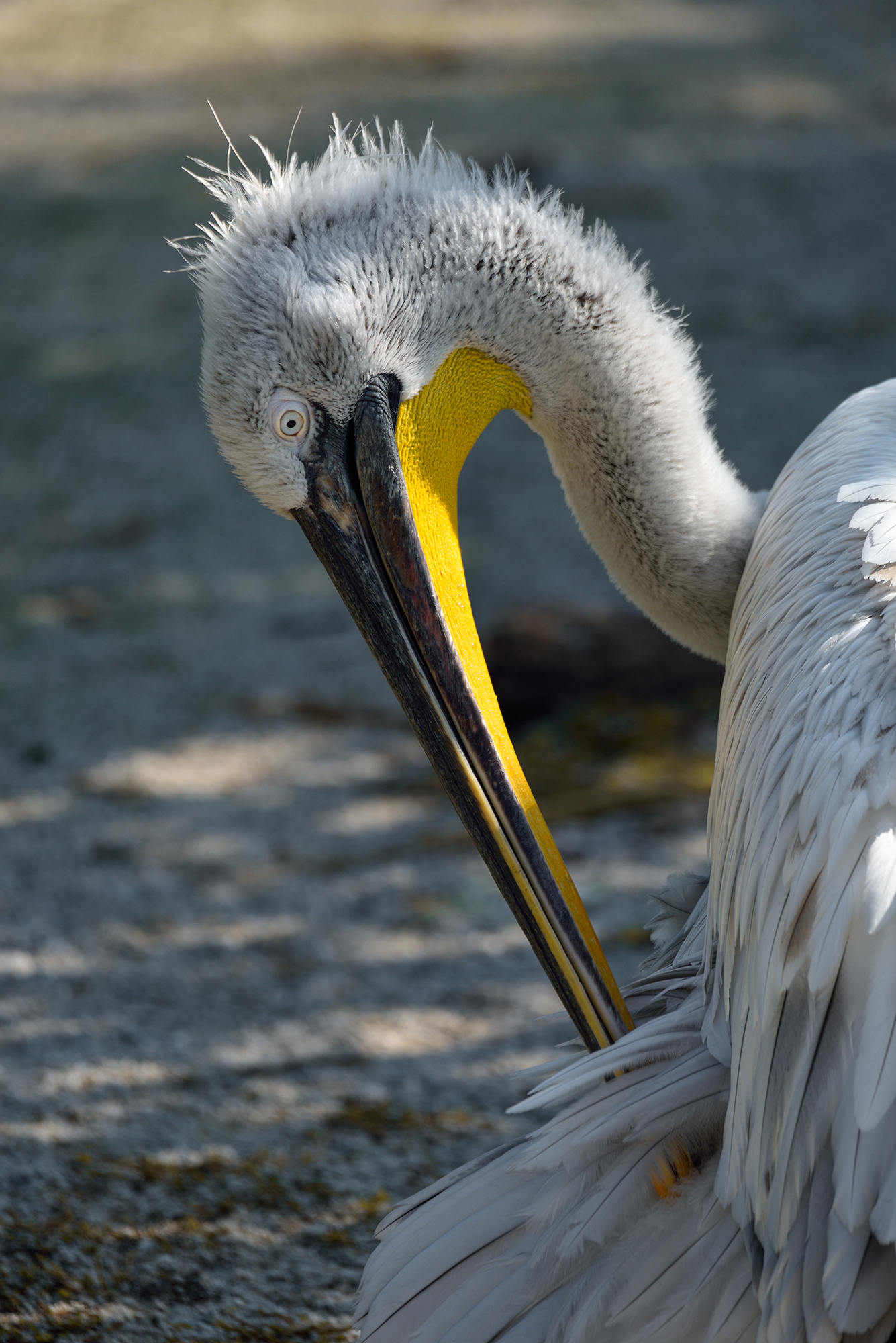 A spiumatina never hurts