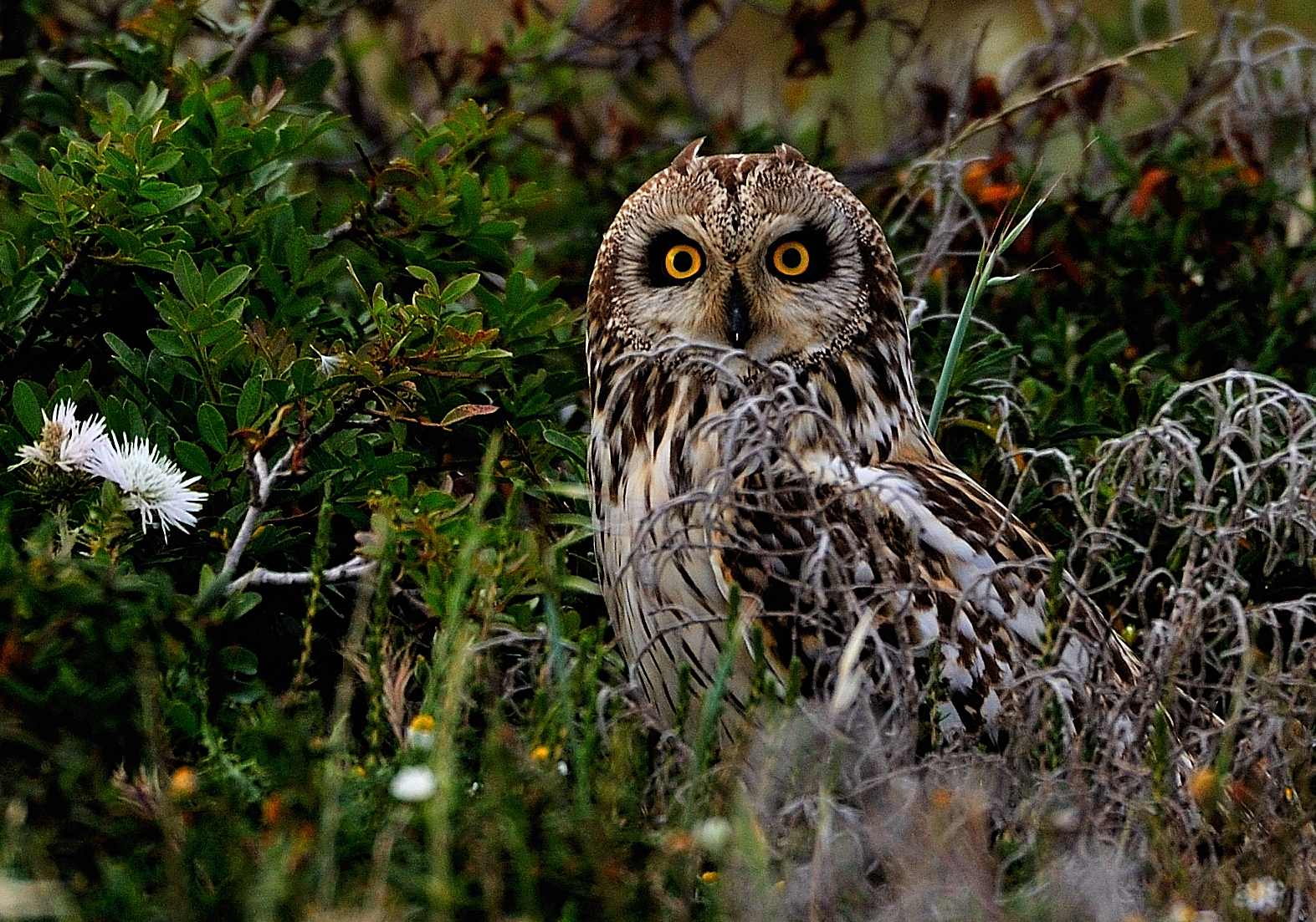 short-eared owl (Asio flammeus)