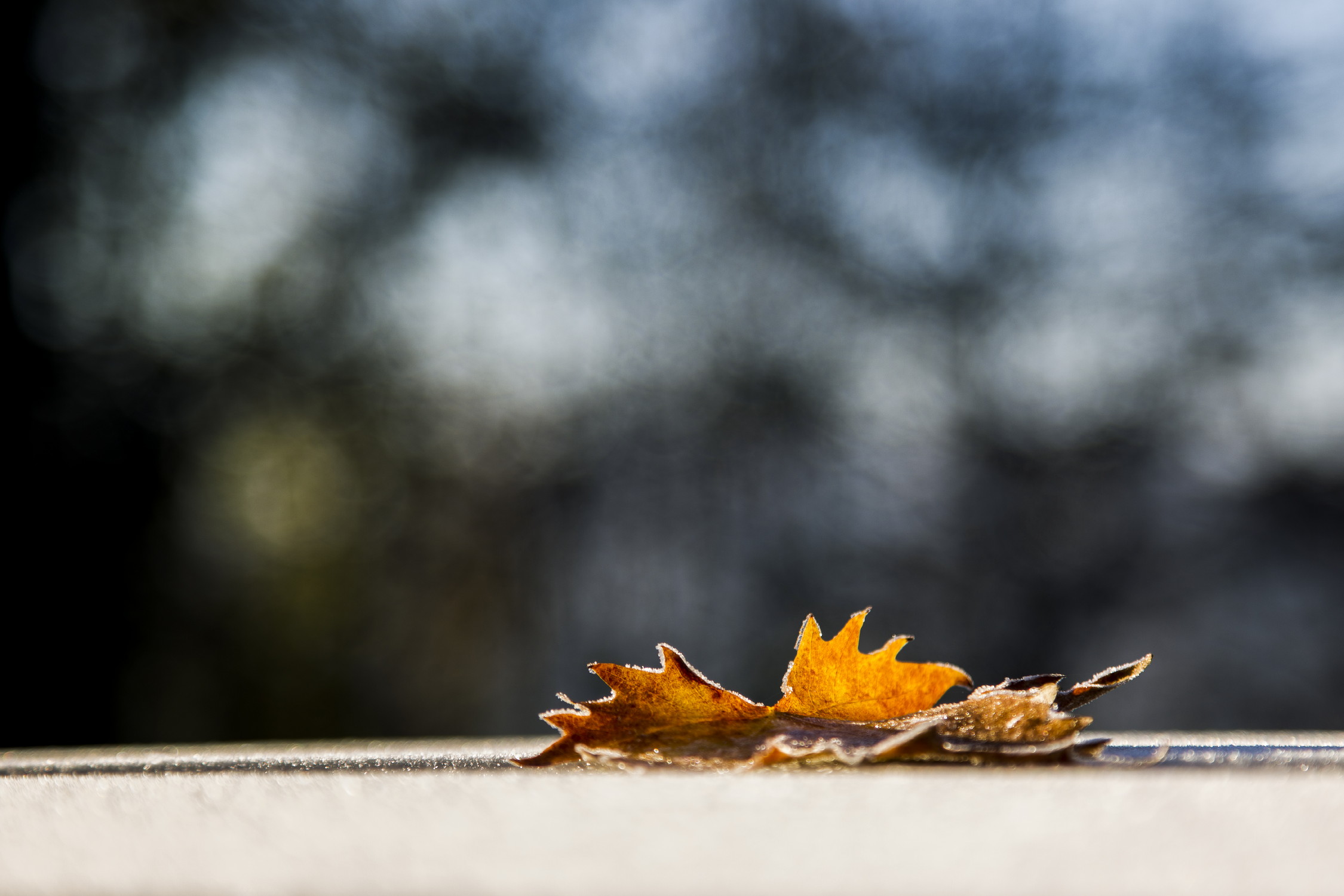 Come una foglia ghiacciata sul tetto di un auto
