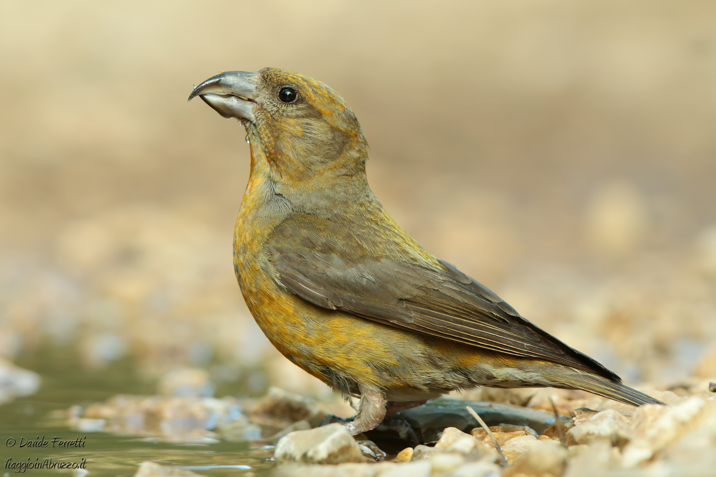 Sicuro e impettito! (Crossbill)