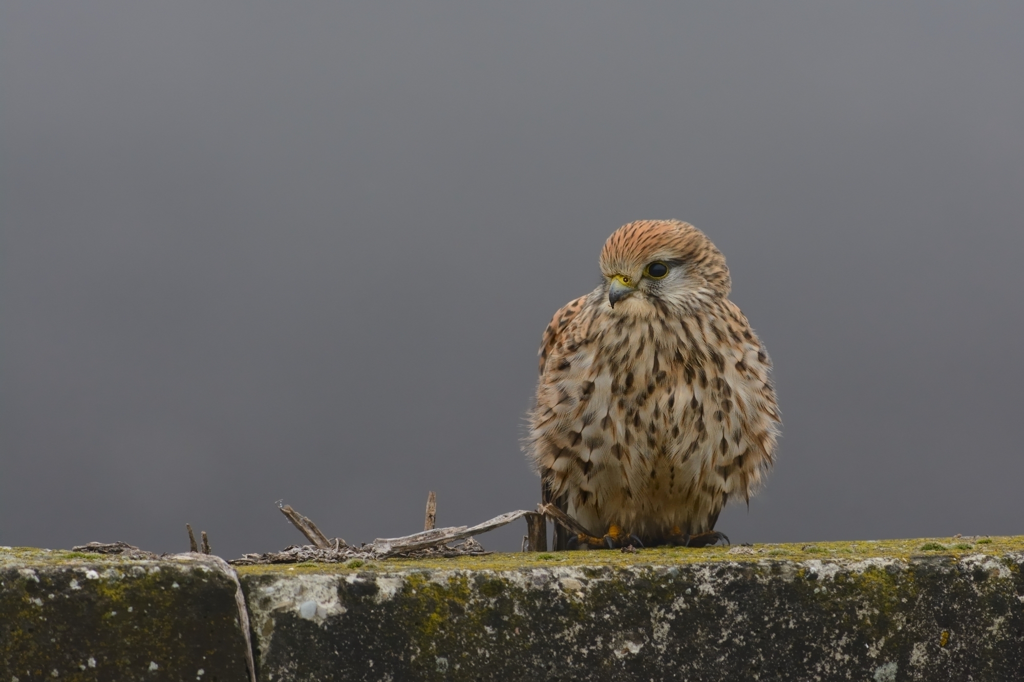 Kestrel in the fog.