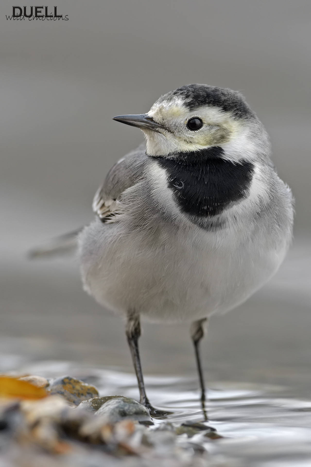 the dancer to the stream