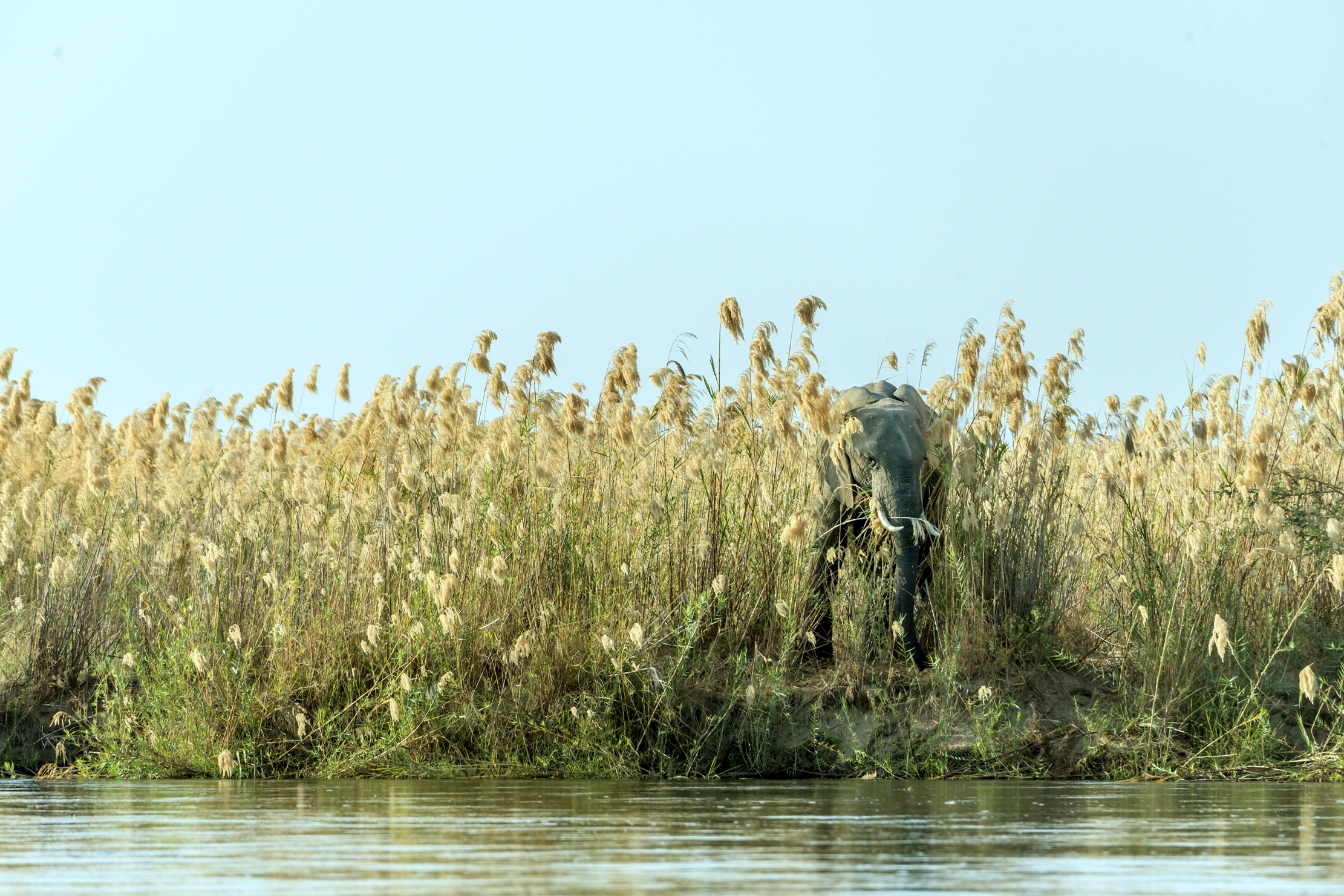 Zambia 2015 - Elephant