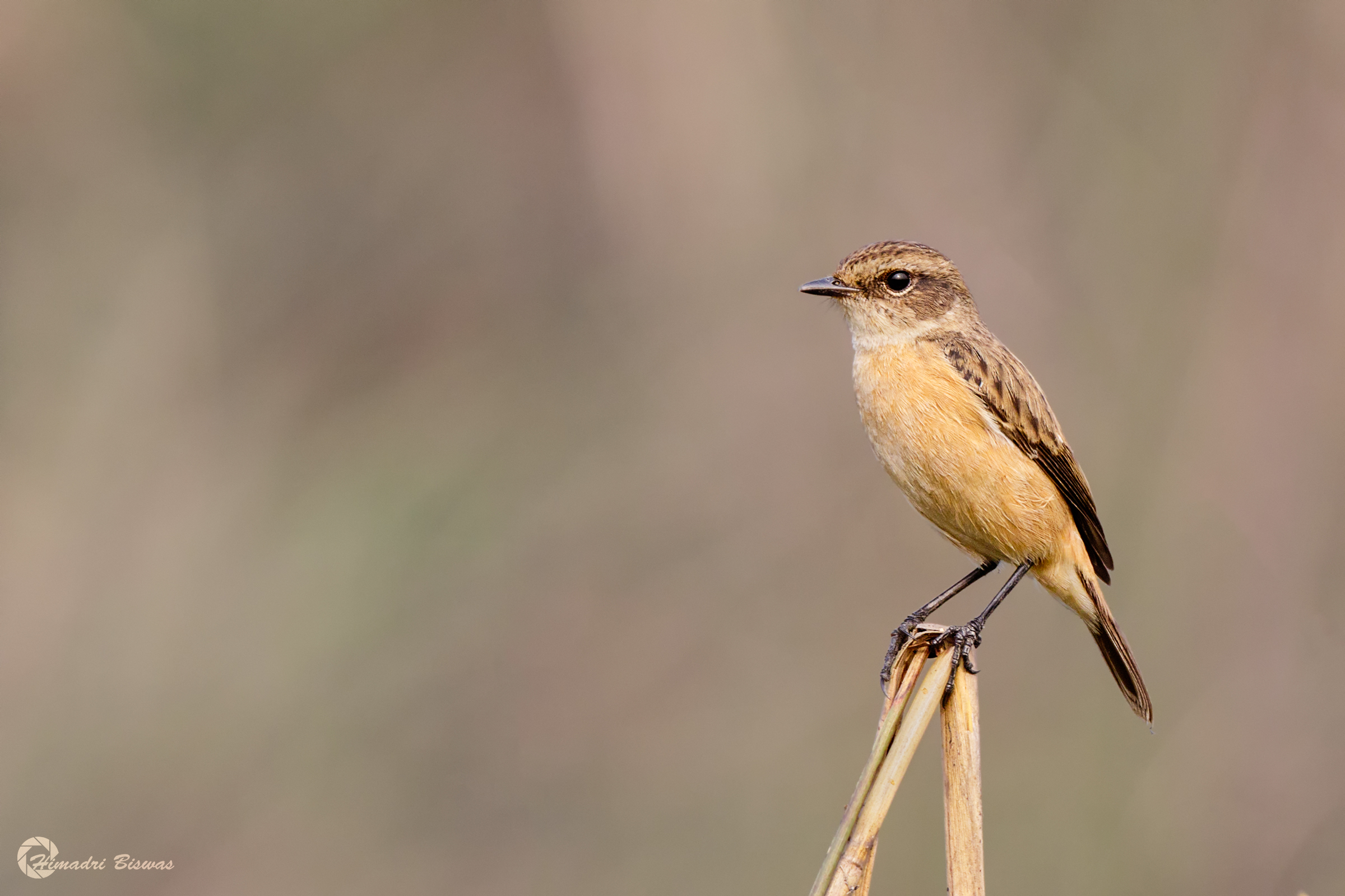 Siberian Stonechat