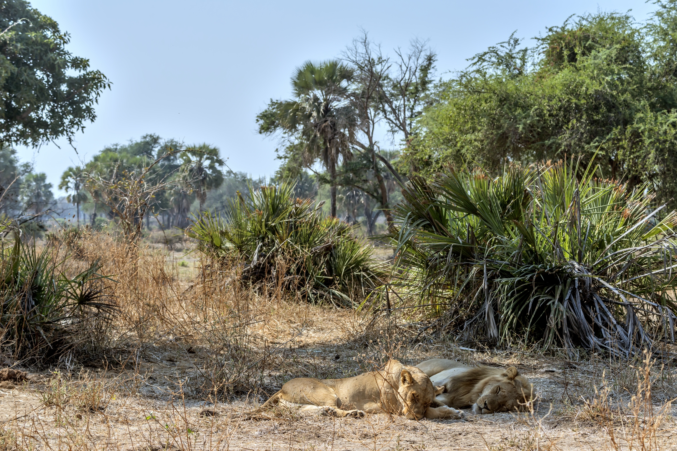 Zambia 2015 - Siesta di coppia