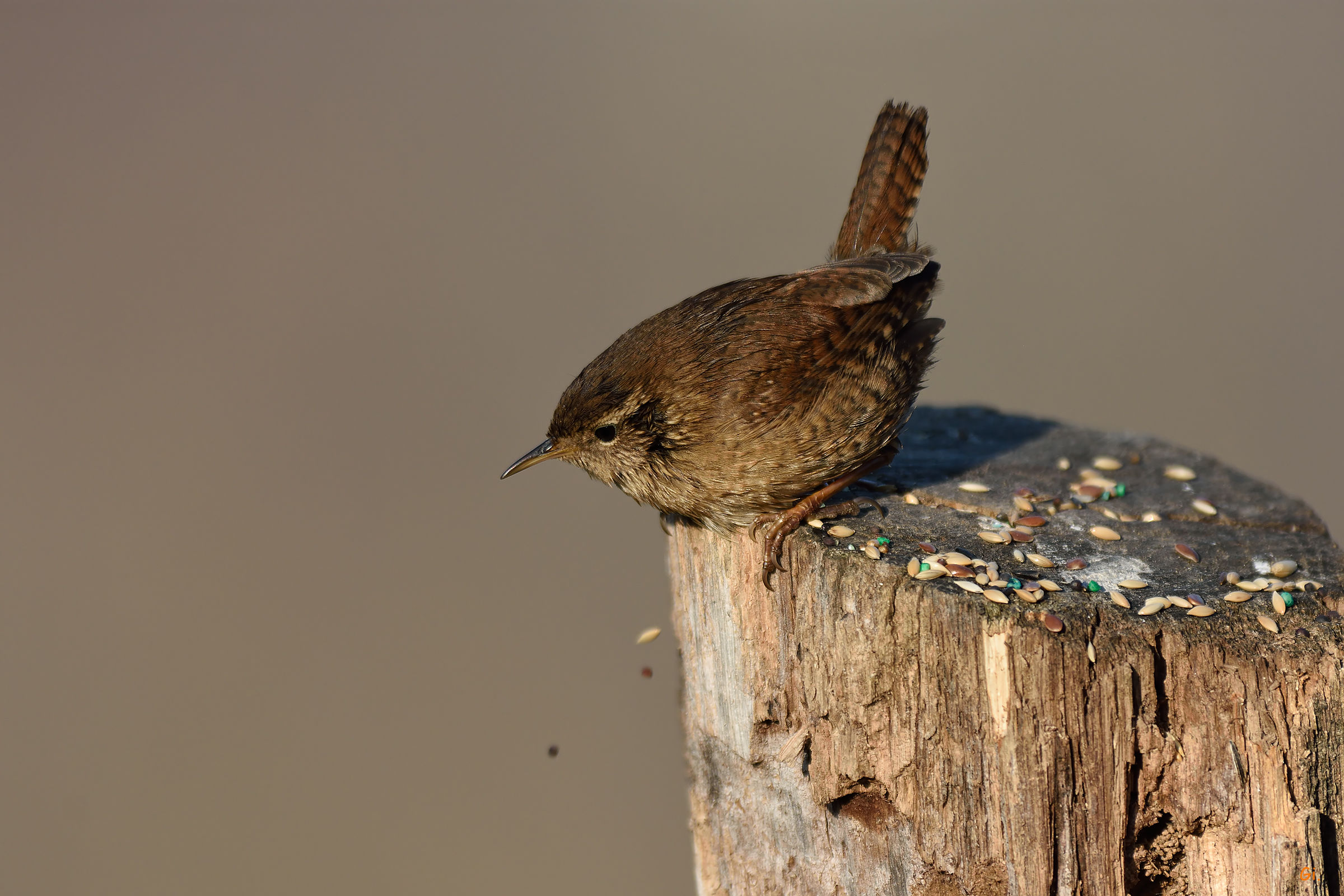 Wren