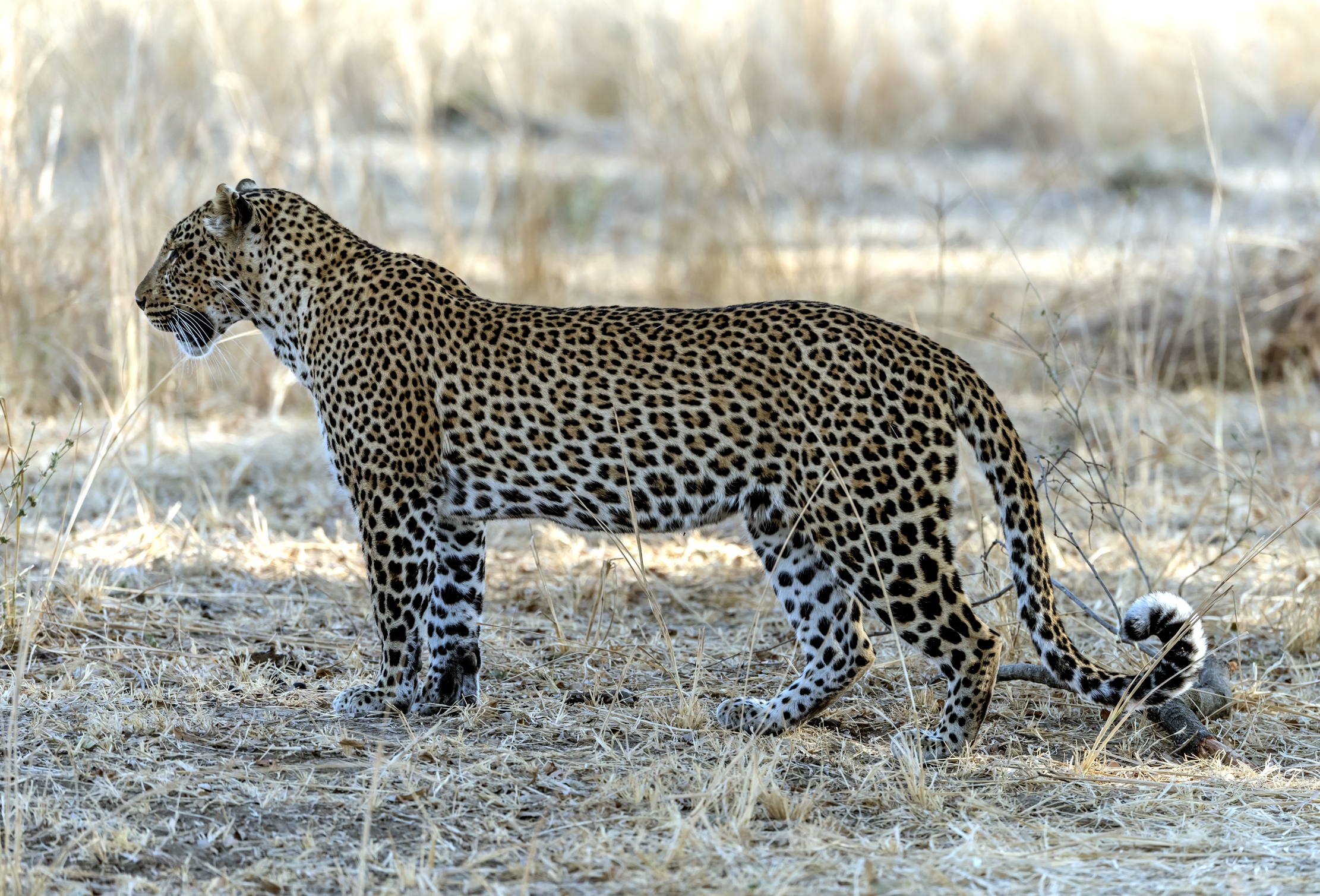 Zambia 2015 - Leopard