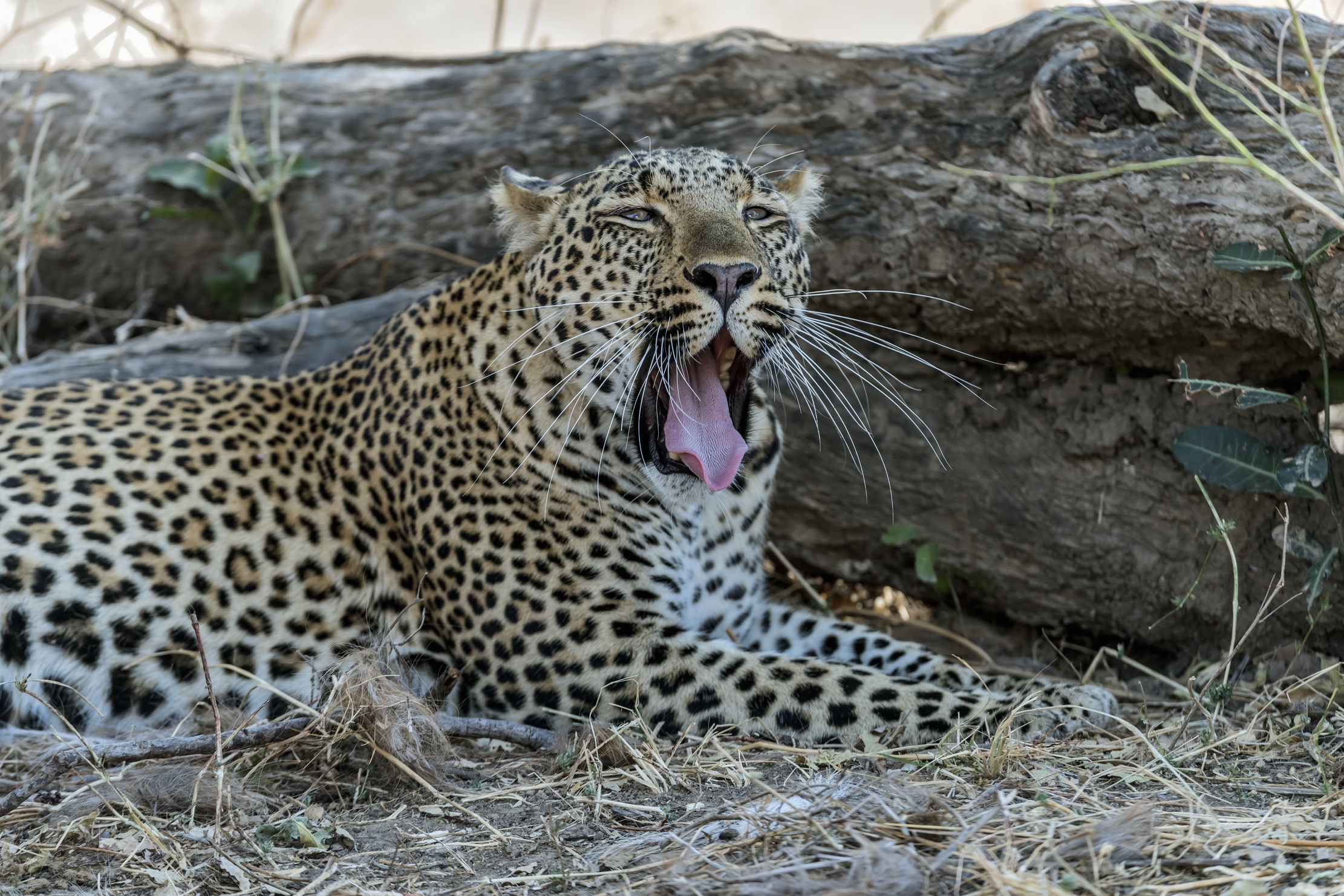Zambia 2015 - Leopard