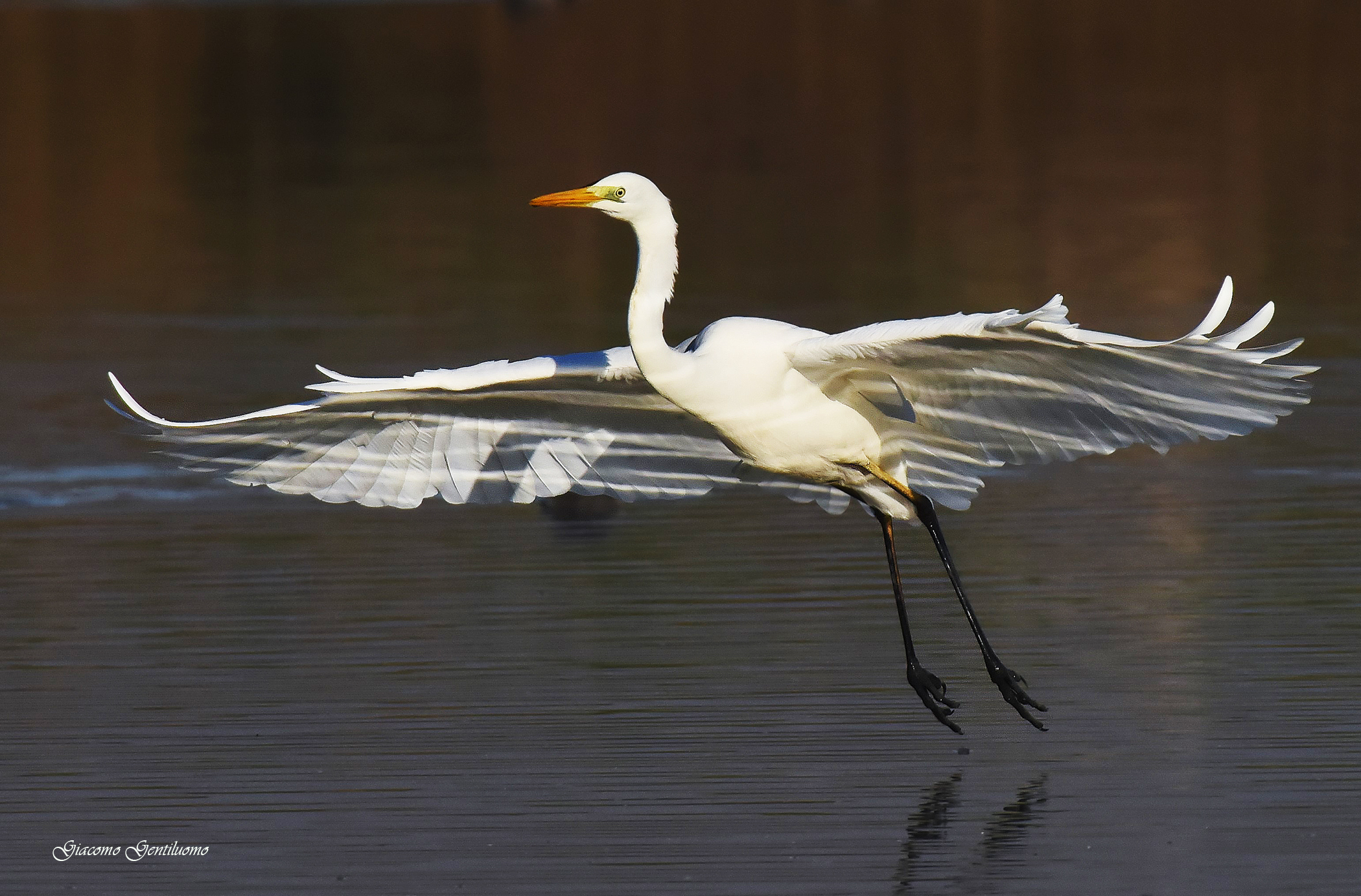 airone bianco maggiore, le ali a specchio