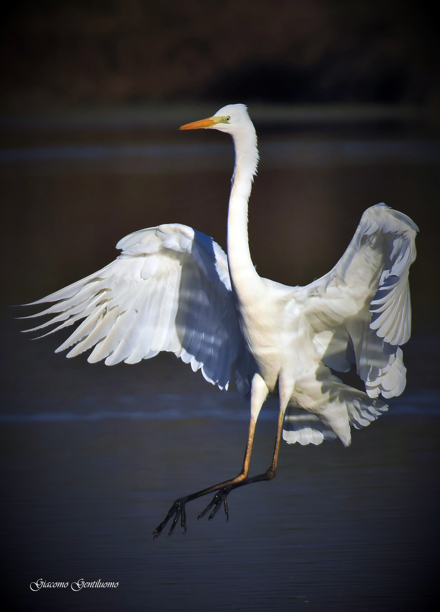 airone bianco maggiore in attereeaggio