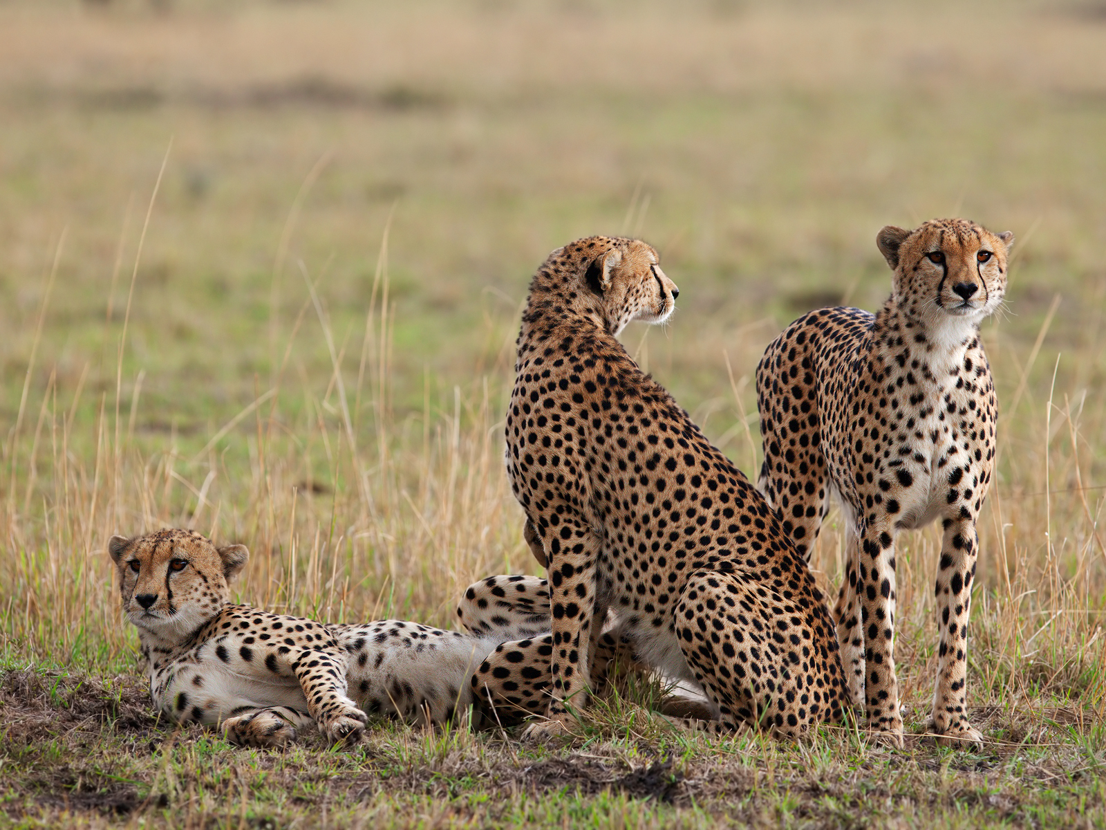 Africa - Masai Mara 2009