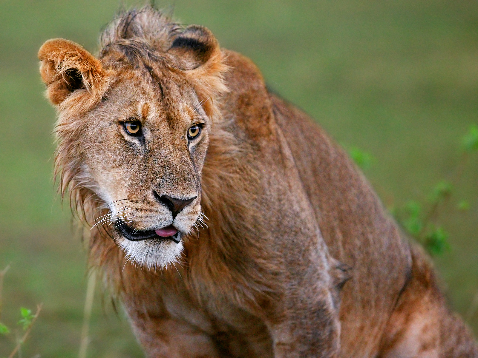 Africa - Masai Mara 2009