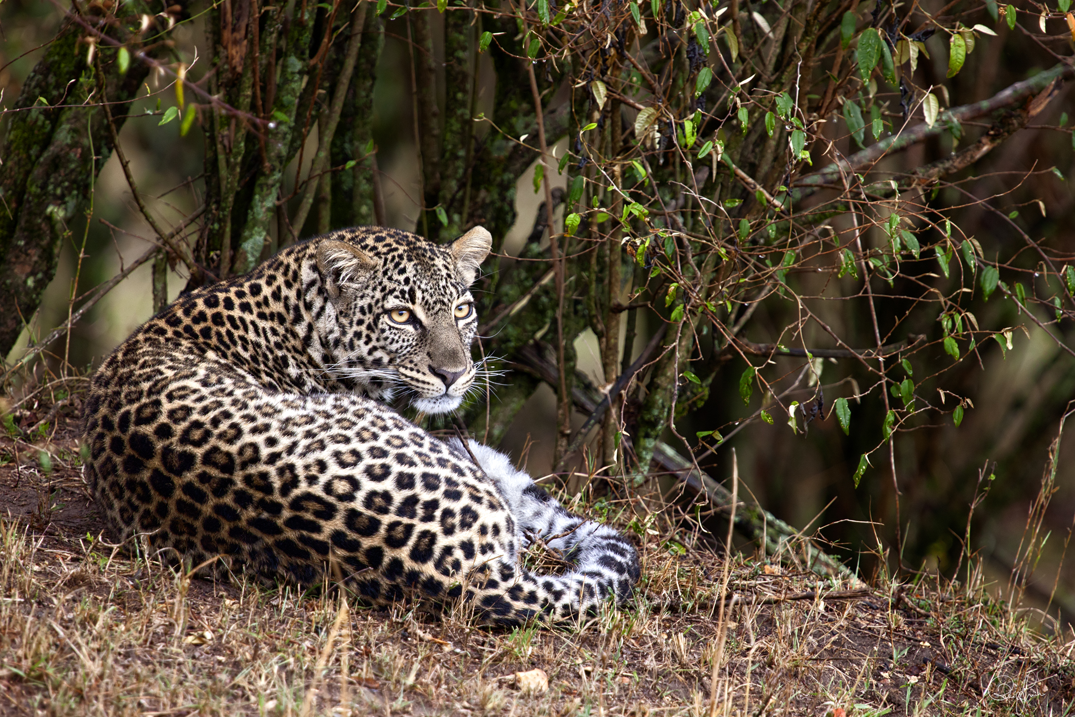 Kenya - Masai Mara 2009