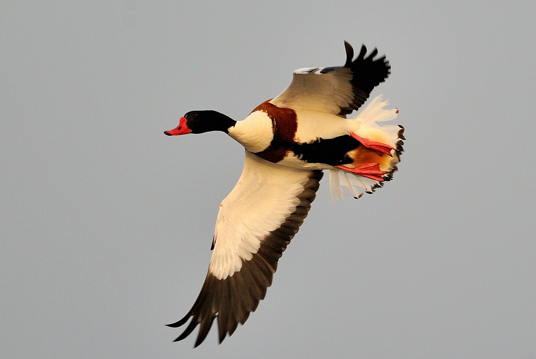 Shelduck (T.tadorna)