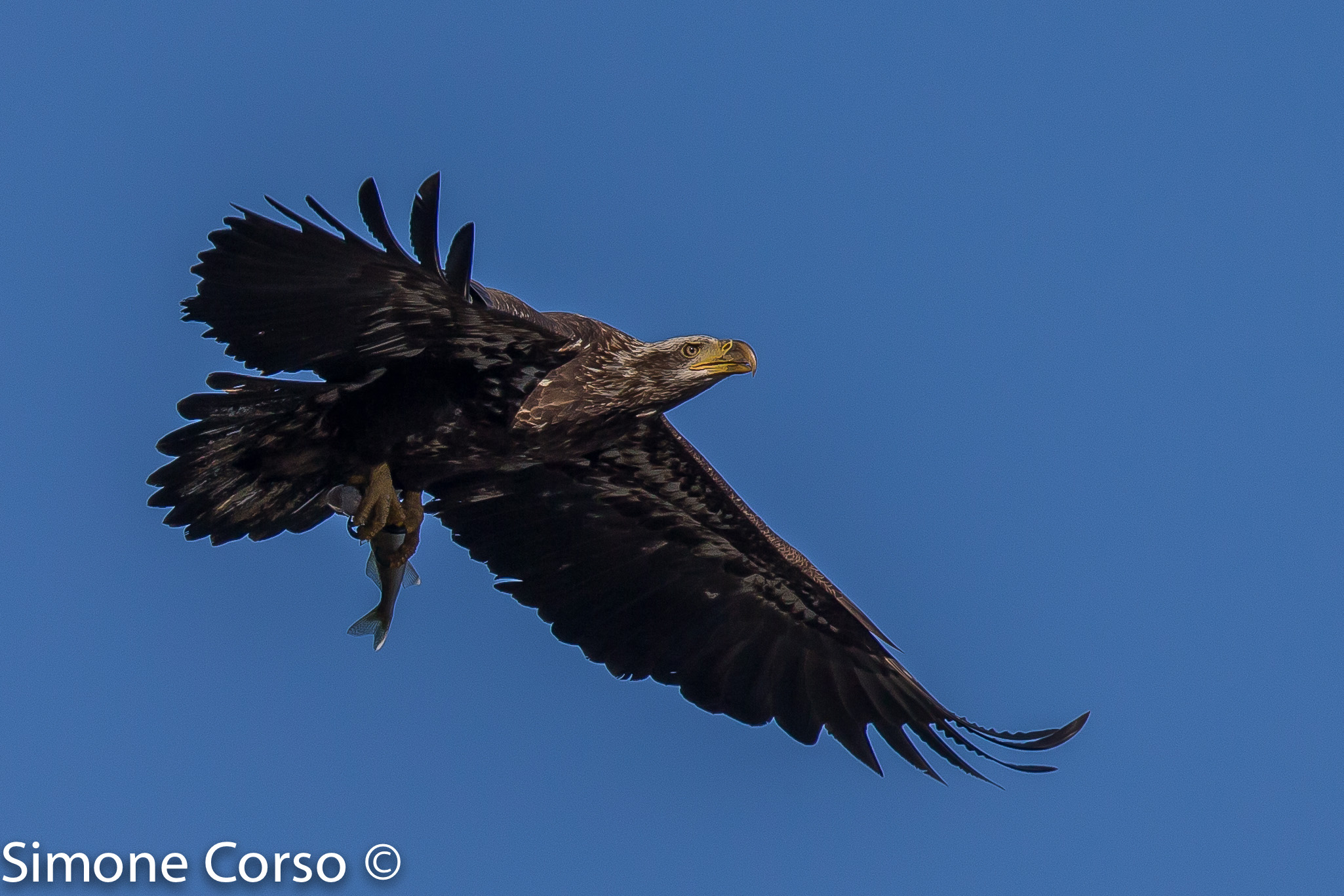 immature eagle hunting