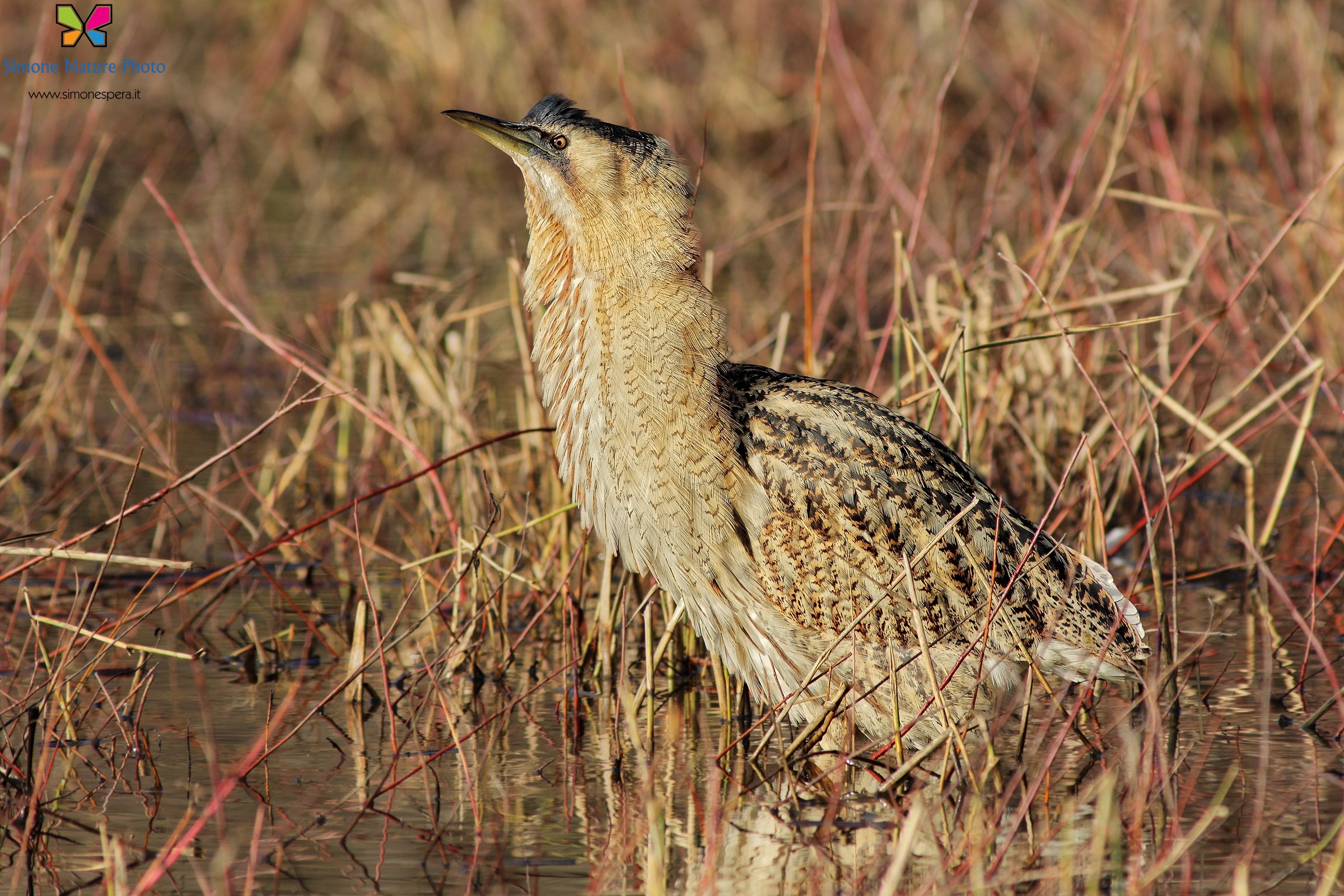 Bittern disheveled ......