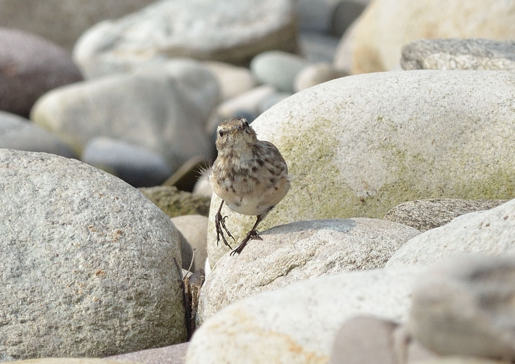 pipit (I think)