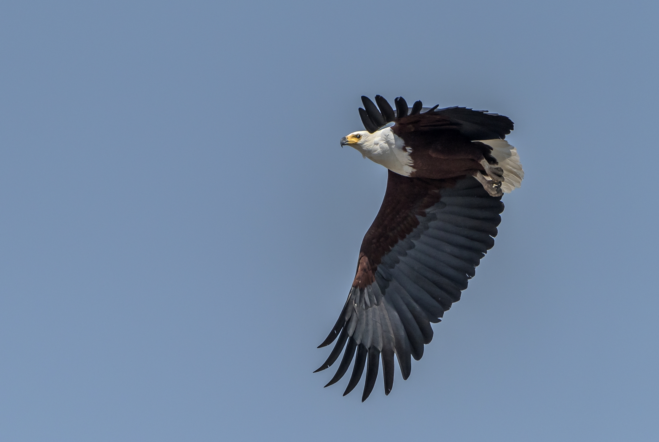 Zambia 2015 - Fish eagle