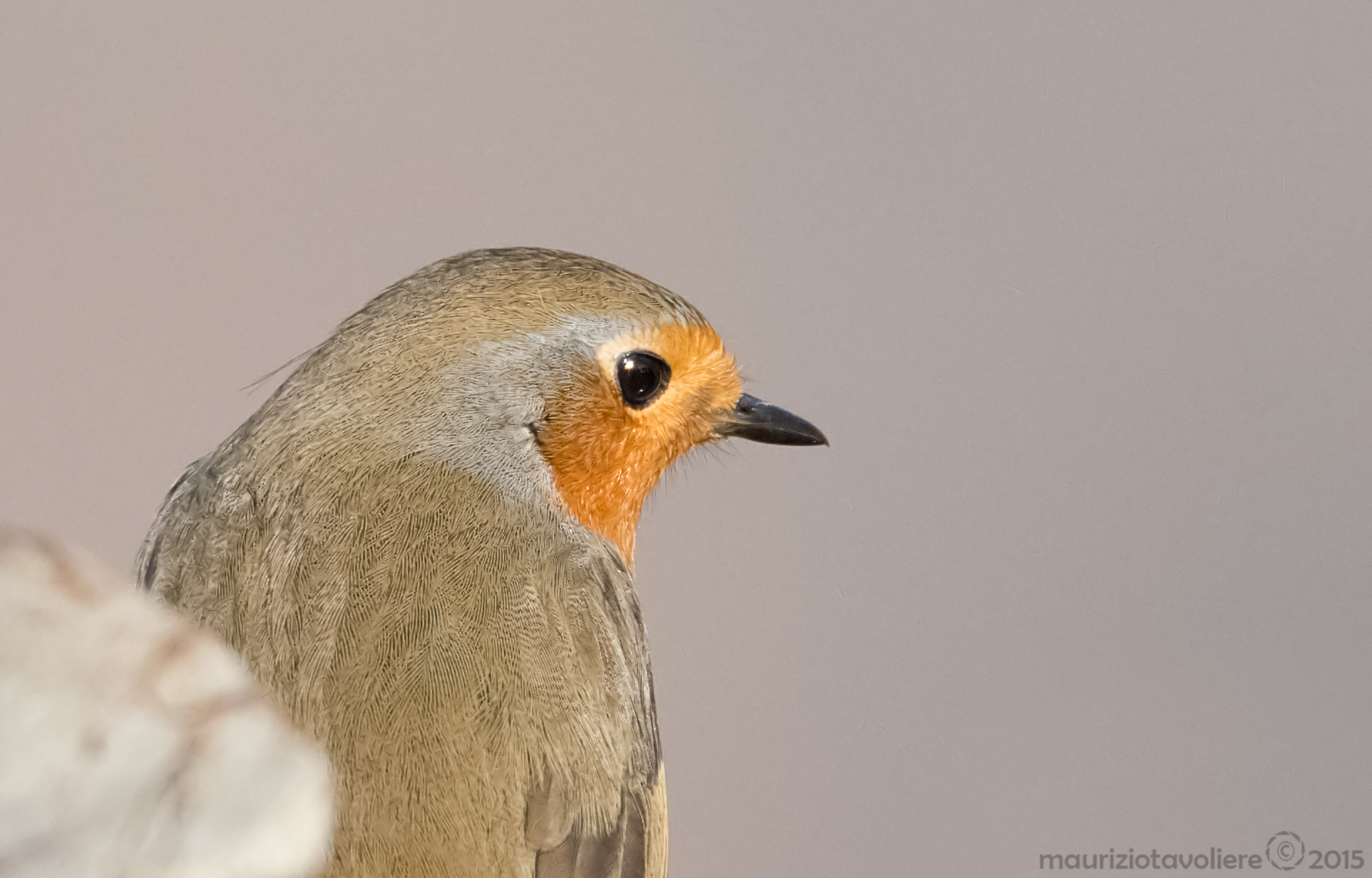 Pettirosso portrait .. (crop)